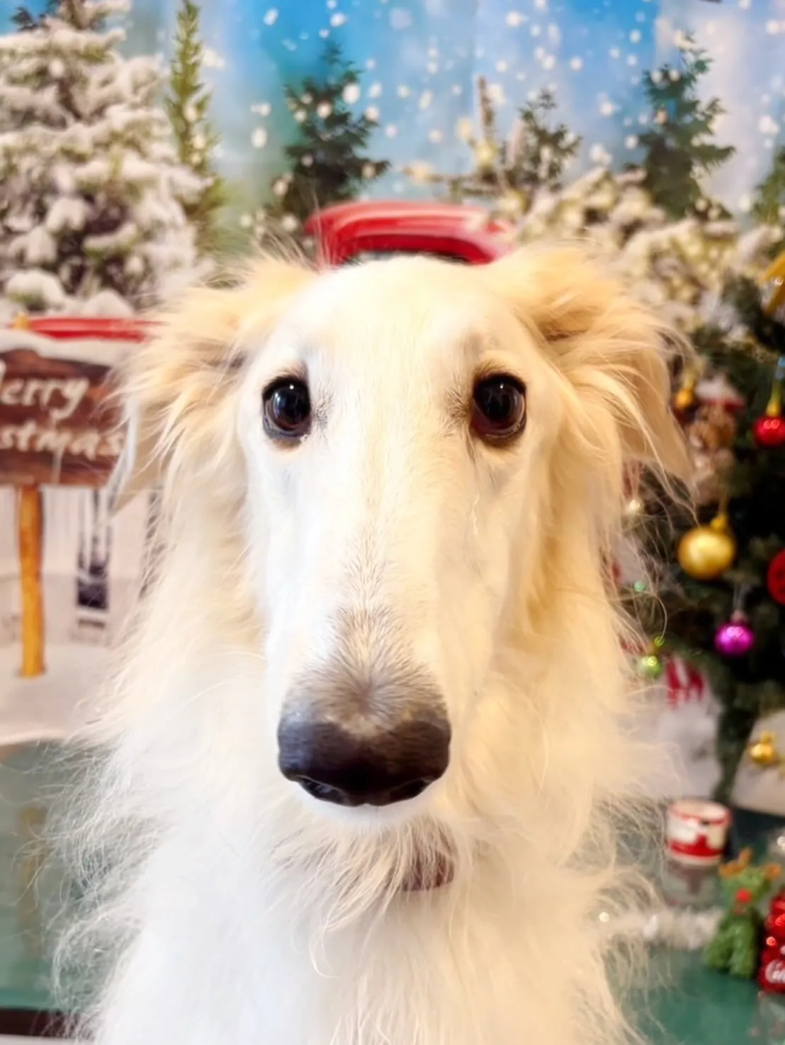 トリミングのセットメニューで来てくれたわんこたち🎶