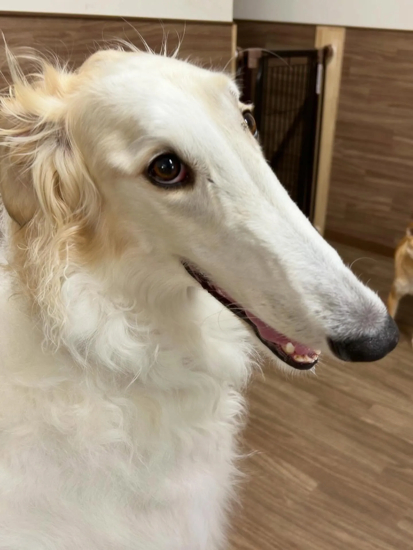 トリミングのセットメニューで来てくれたわんこたち🎶