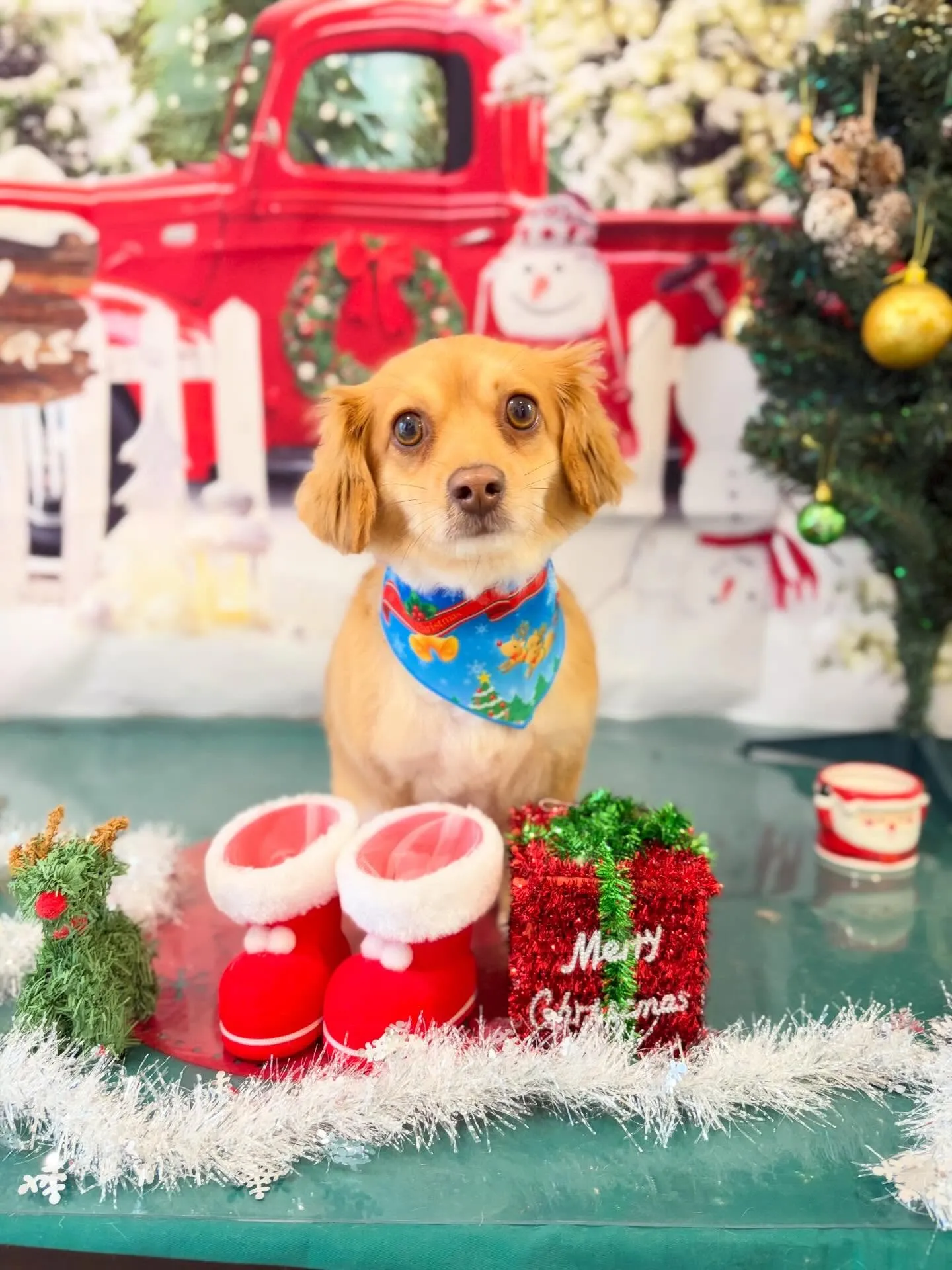 トリミングのセットメニューで来てくれたわんこたち🎶