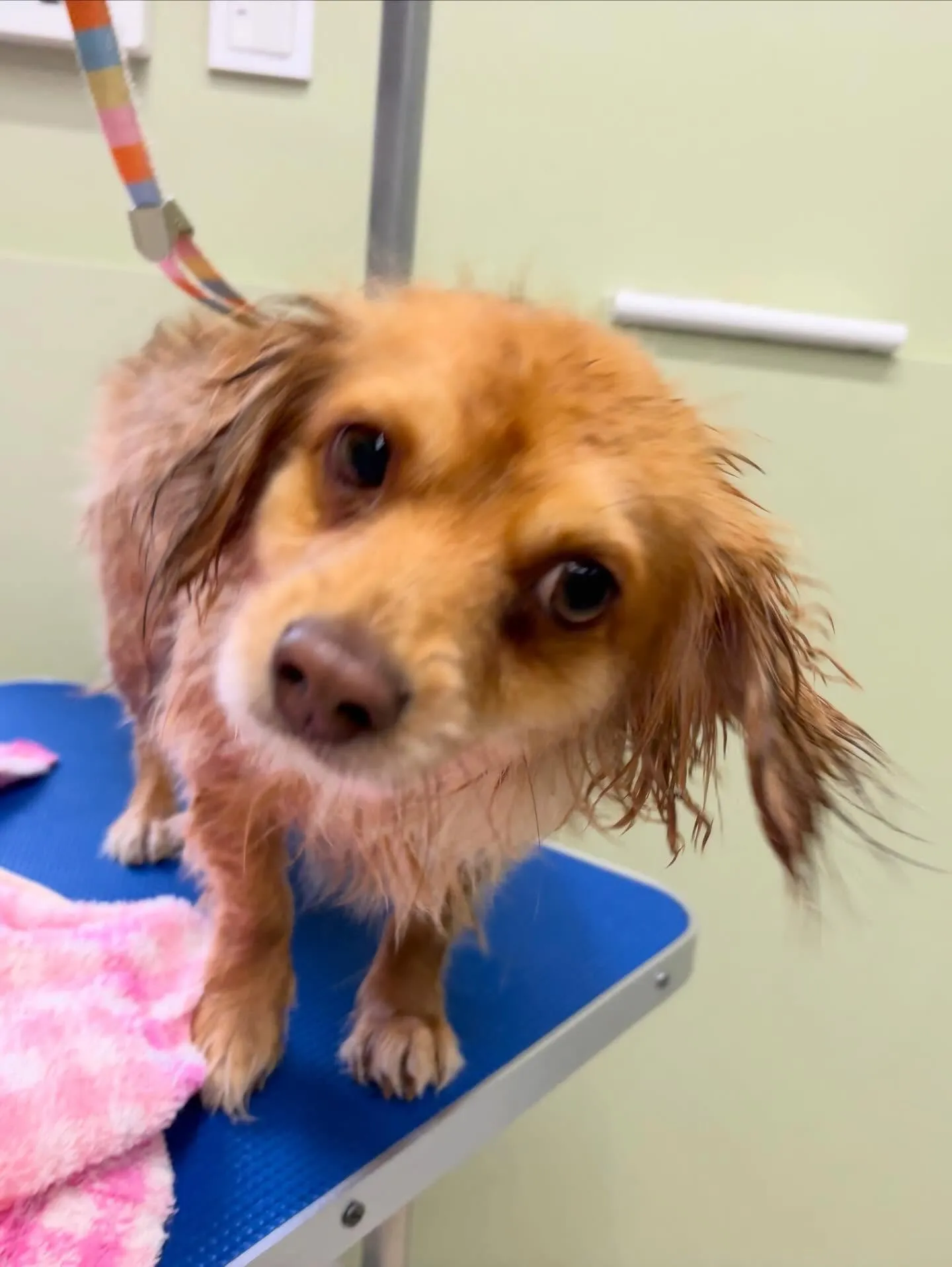 トリミングのセットメニューで来てくれたわんこたち🎶