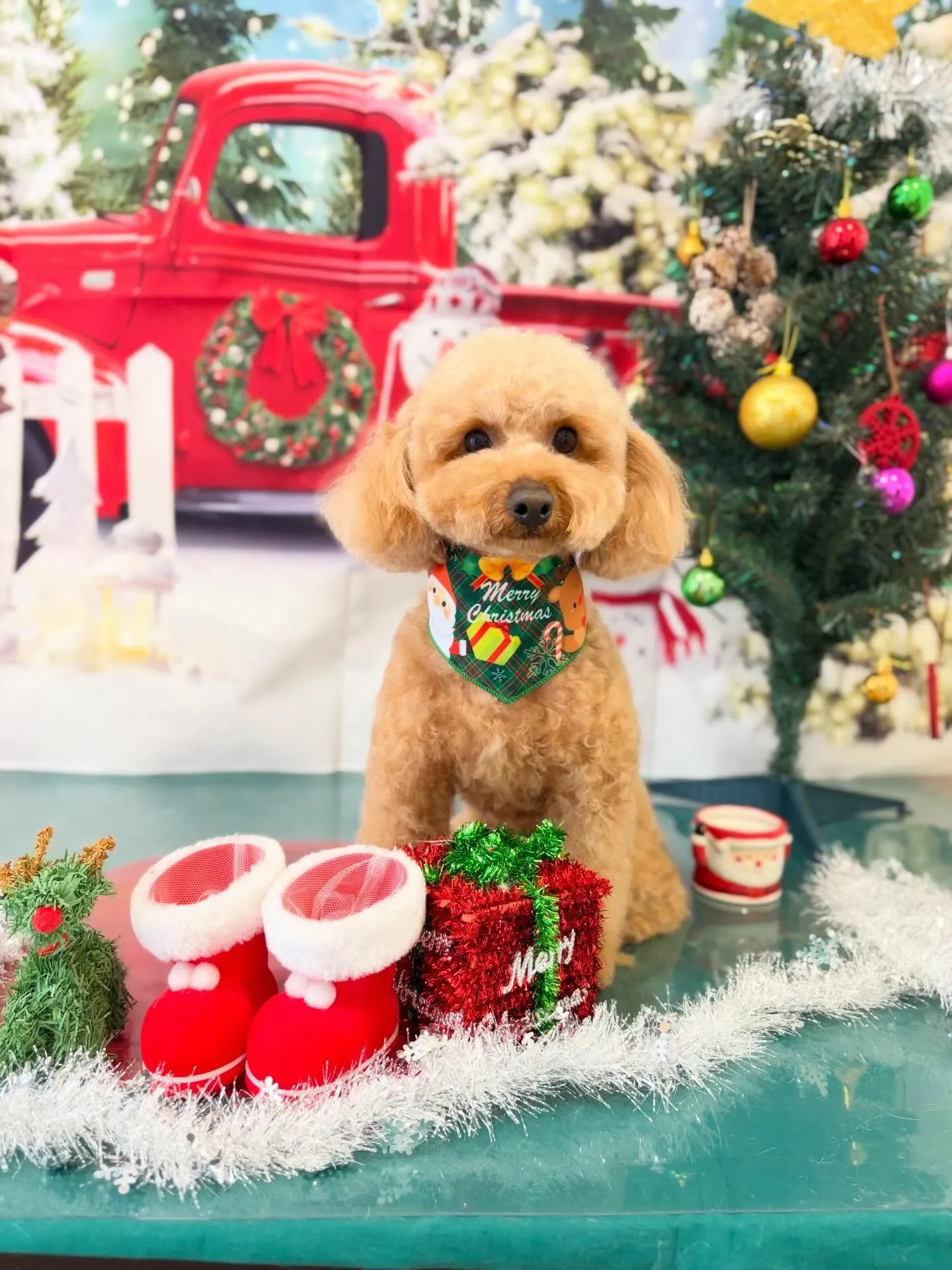 トリミングのセットメニューで来てくれたわんこたち🎶