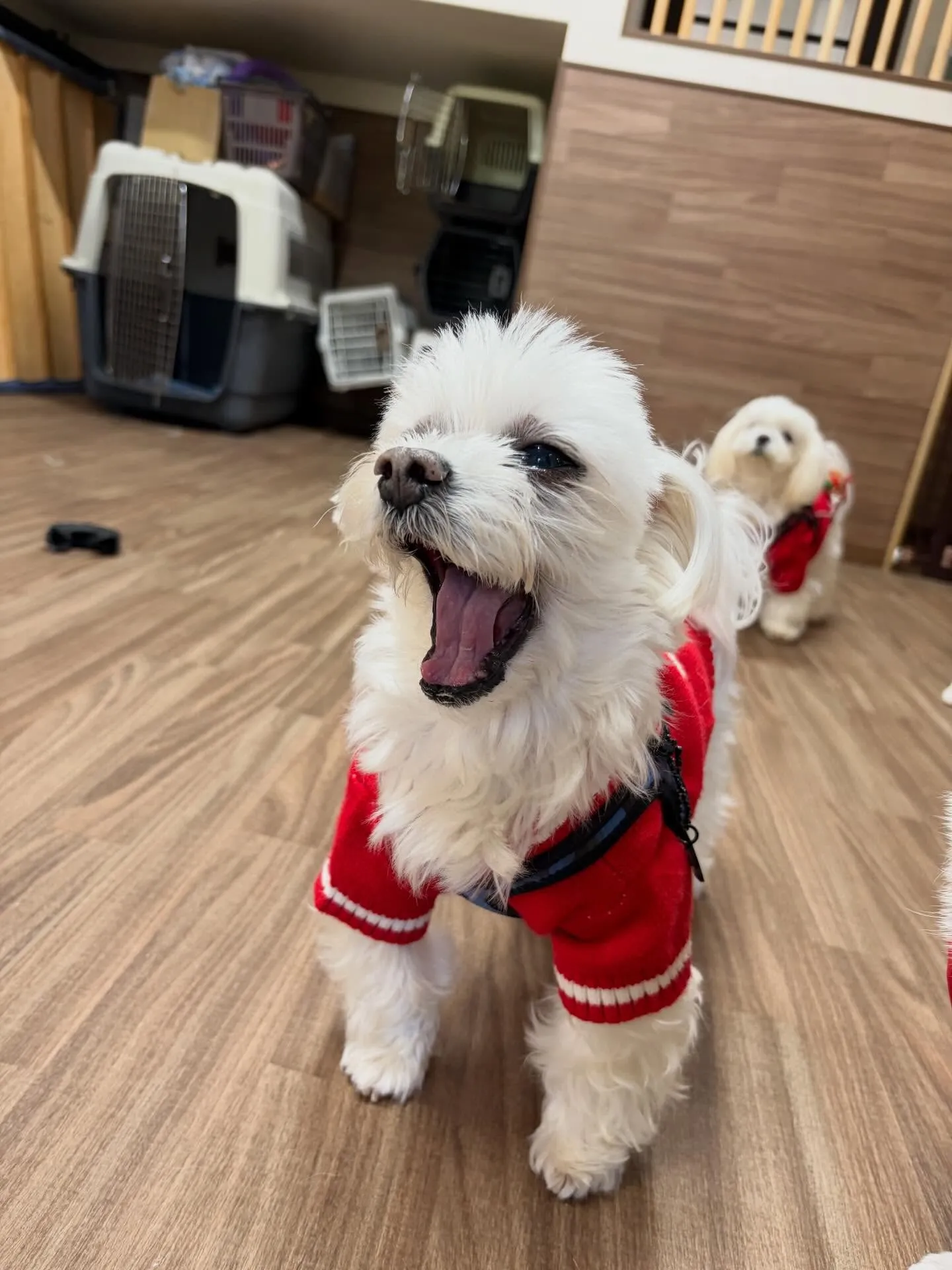 クリスマスイベントを先日開催したので😊