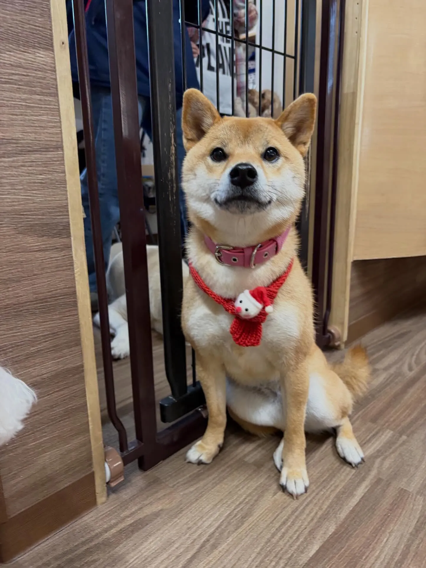 クリスマスイベントを先日開催したので😊