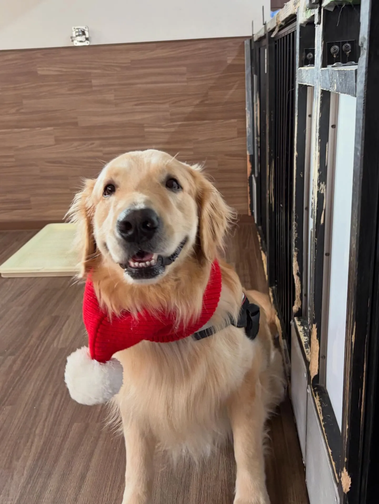 クリスマスイベントを先日開催したので😊