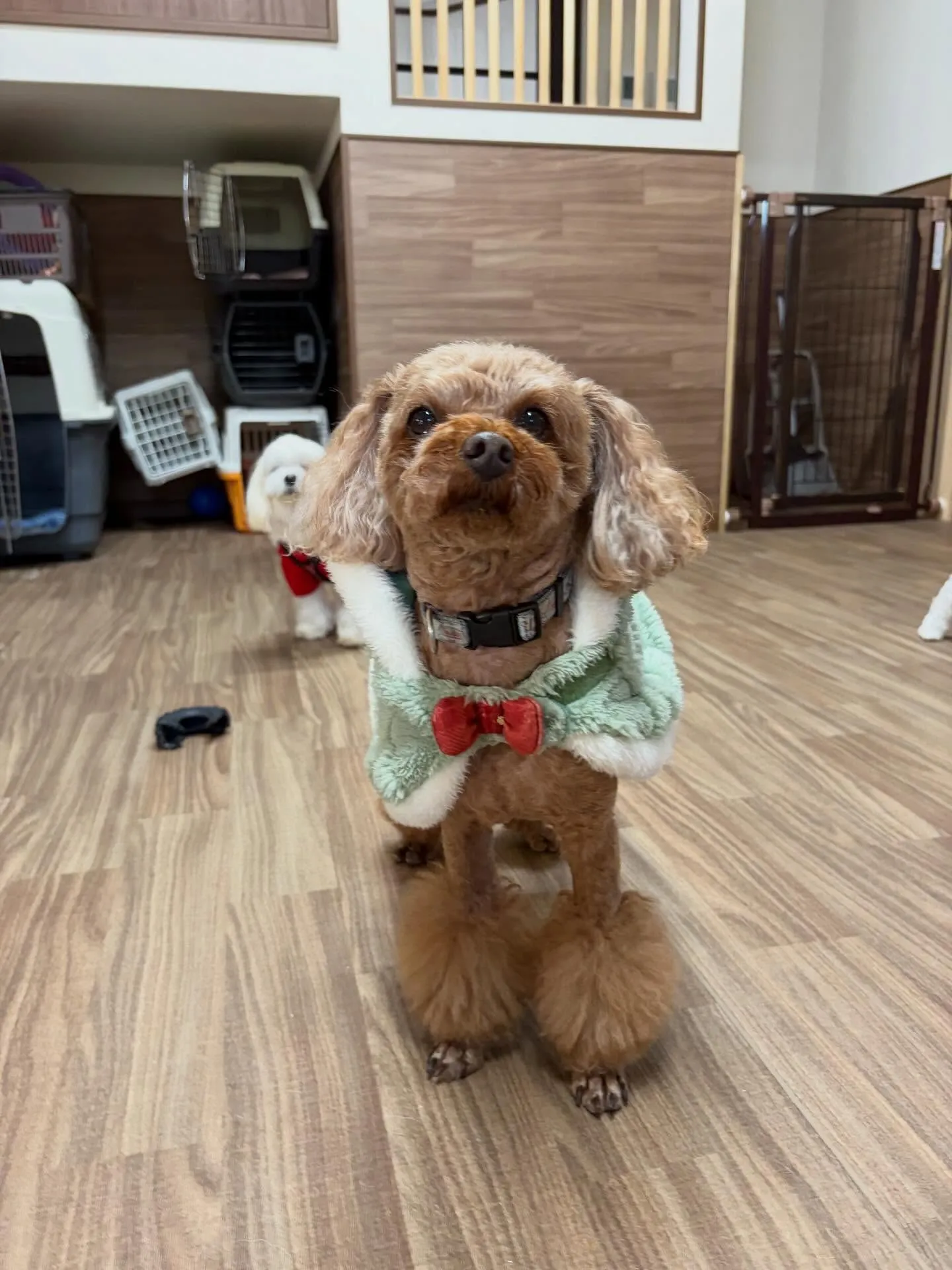 クリスマスイベントを先日開催したので😊