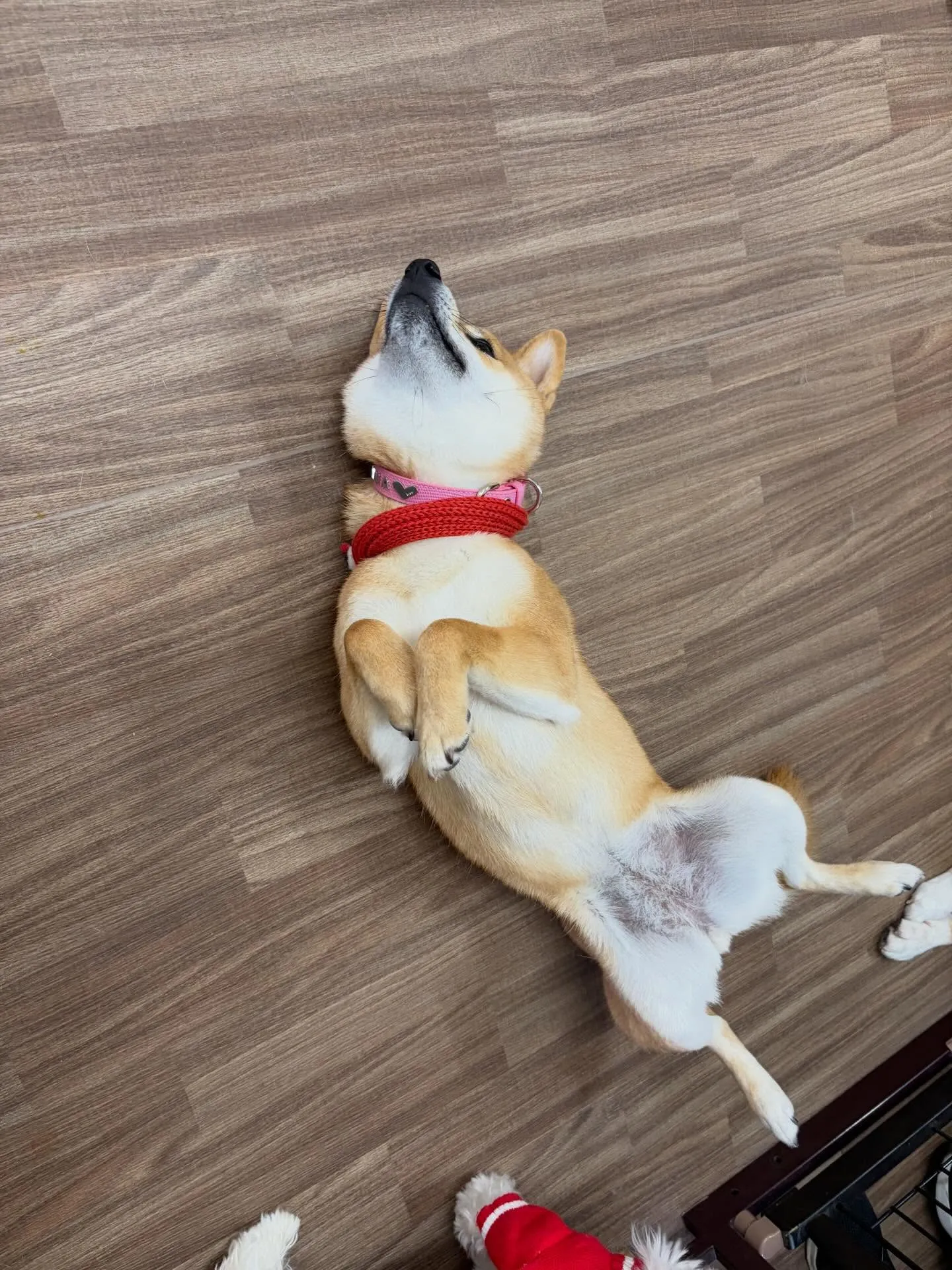 クリスマスイベントを先日開催したので😊