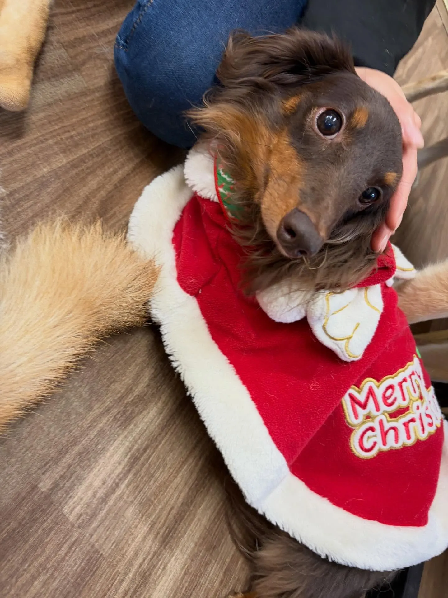 クリスマスイベントを先日開催したので😊