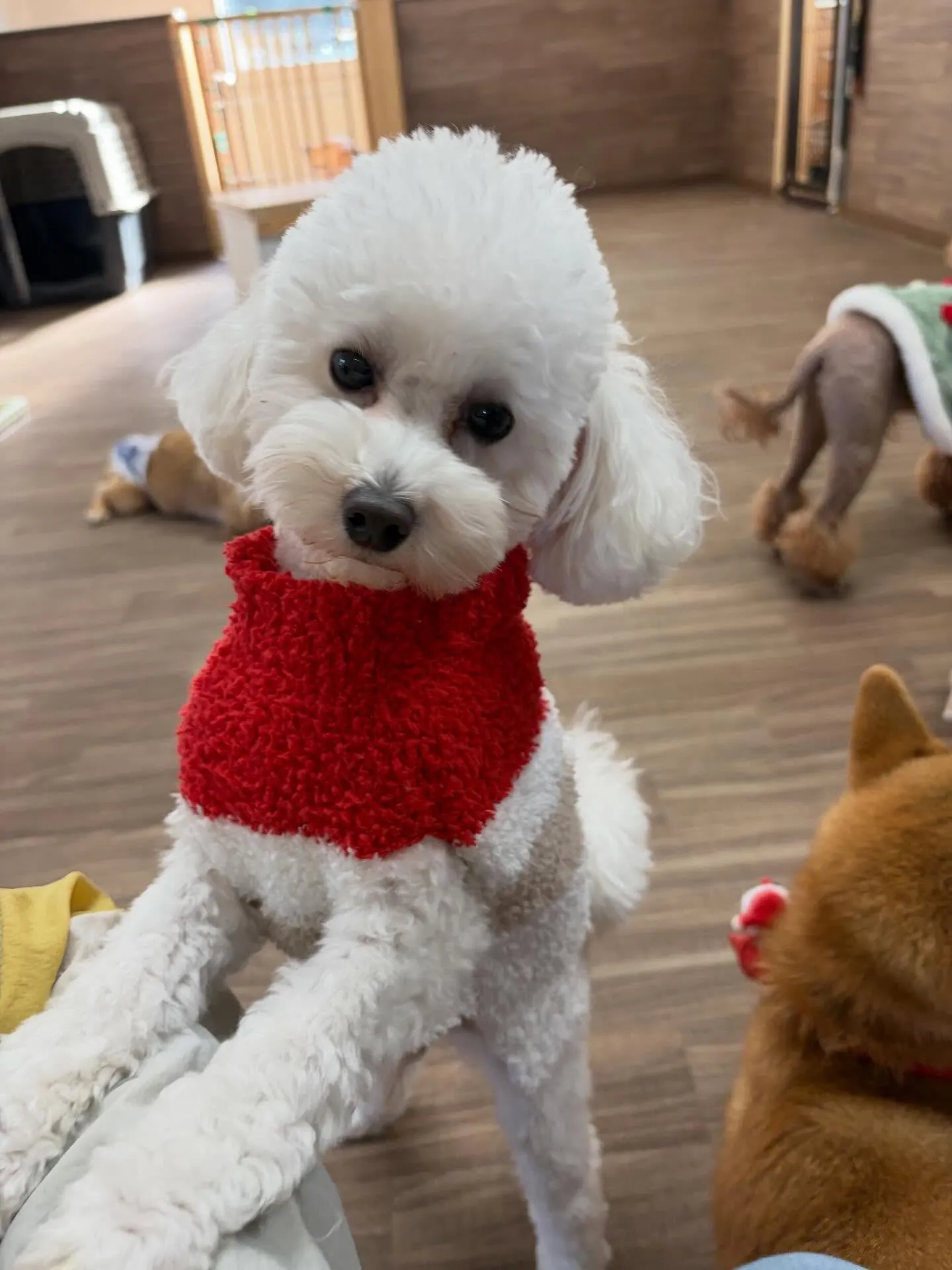 クリスマスイベントを先日開催したので😊