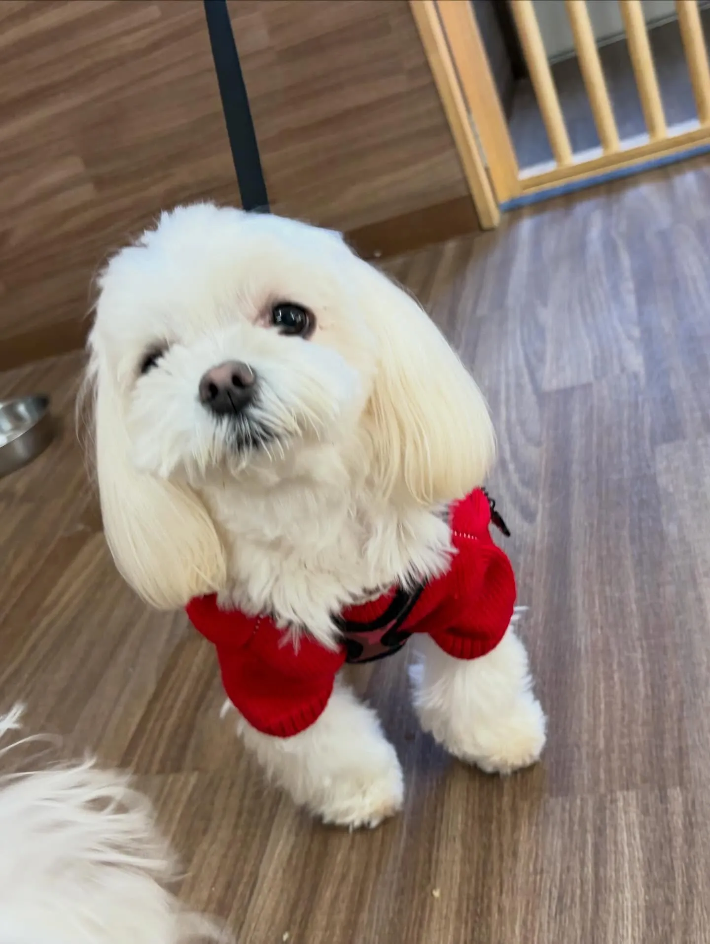 クリスマスイベントを先日開催したので😊