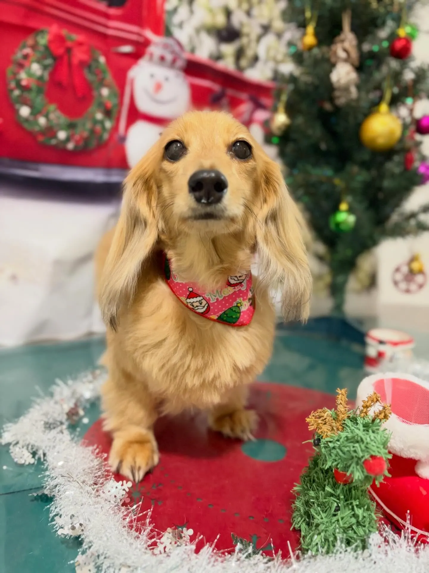 トリミングのセットメニューで来てくれたわんこたちです🐾