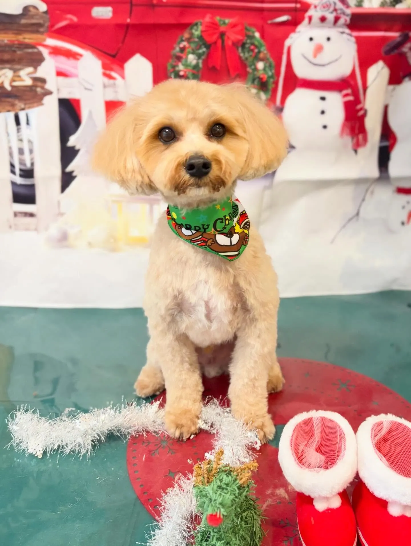トリミングのセットメニューで来てくれたわんこたちです🐾