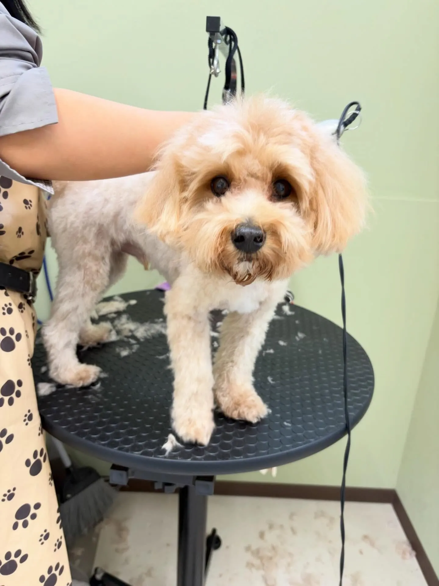 トリミングのセットメニューで来てくれたわんこたちです🐾