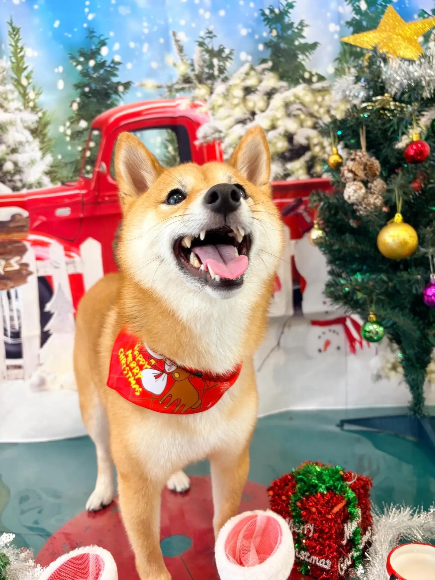 トリミングのセットメニューで来てくれたわんこたちです🐾