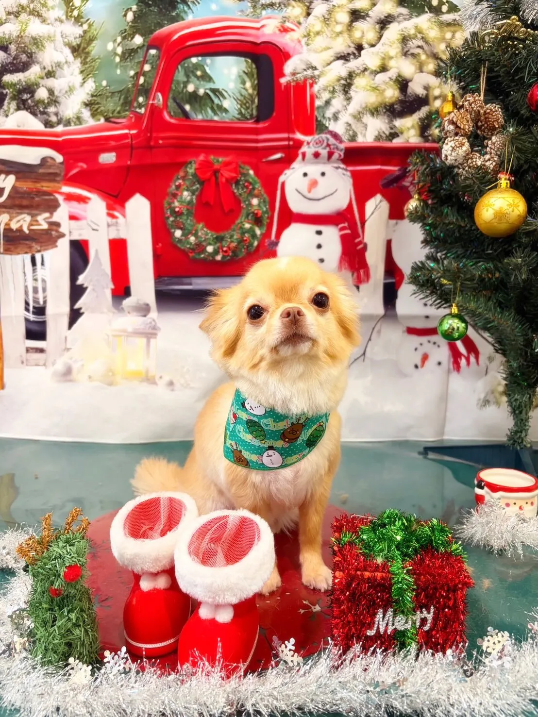 トリミングのセットメニューで来てくれたわんこたちです🐾