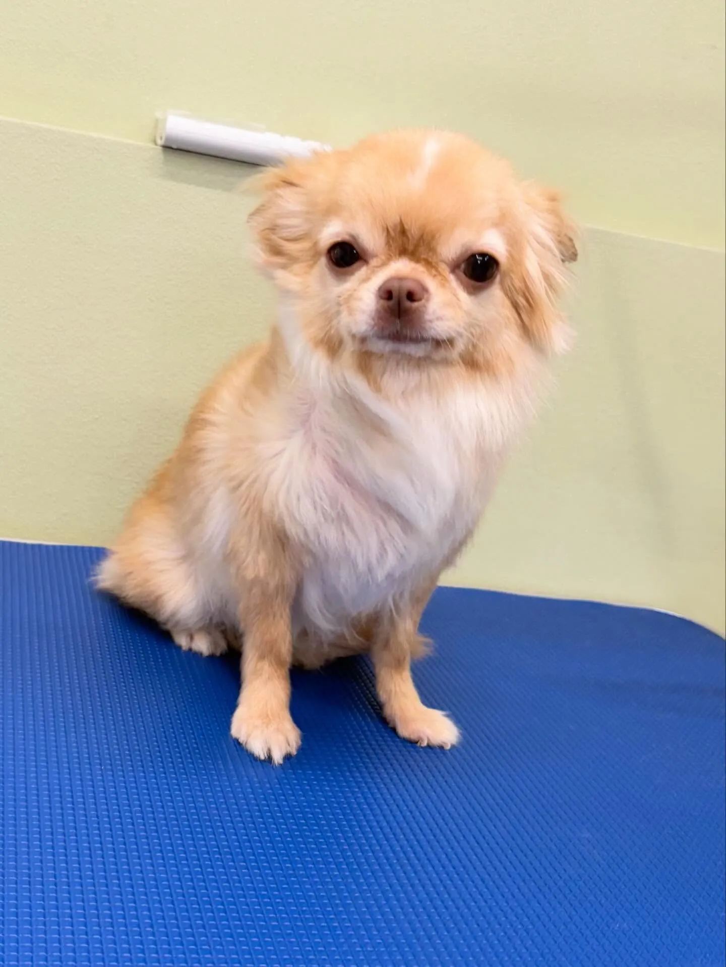 トリミングのセットメニューで来てくれたわんこたちです🐾