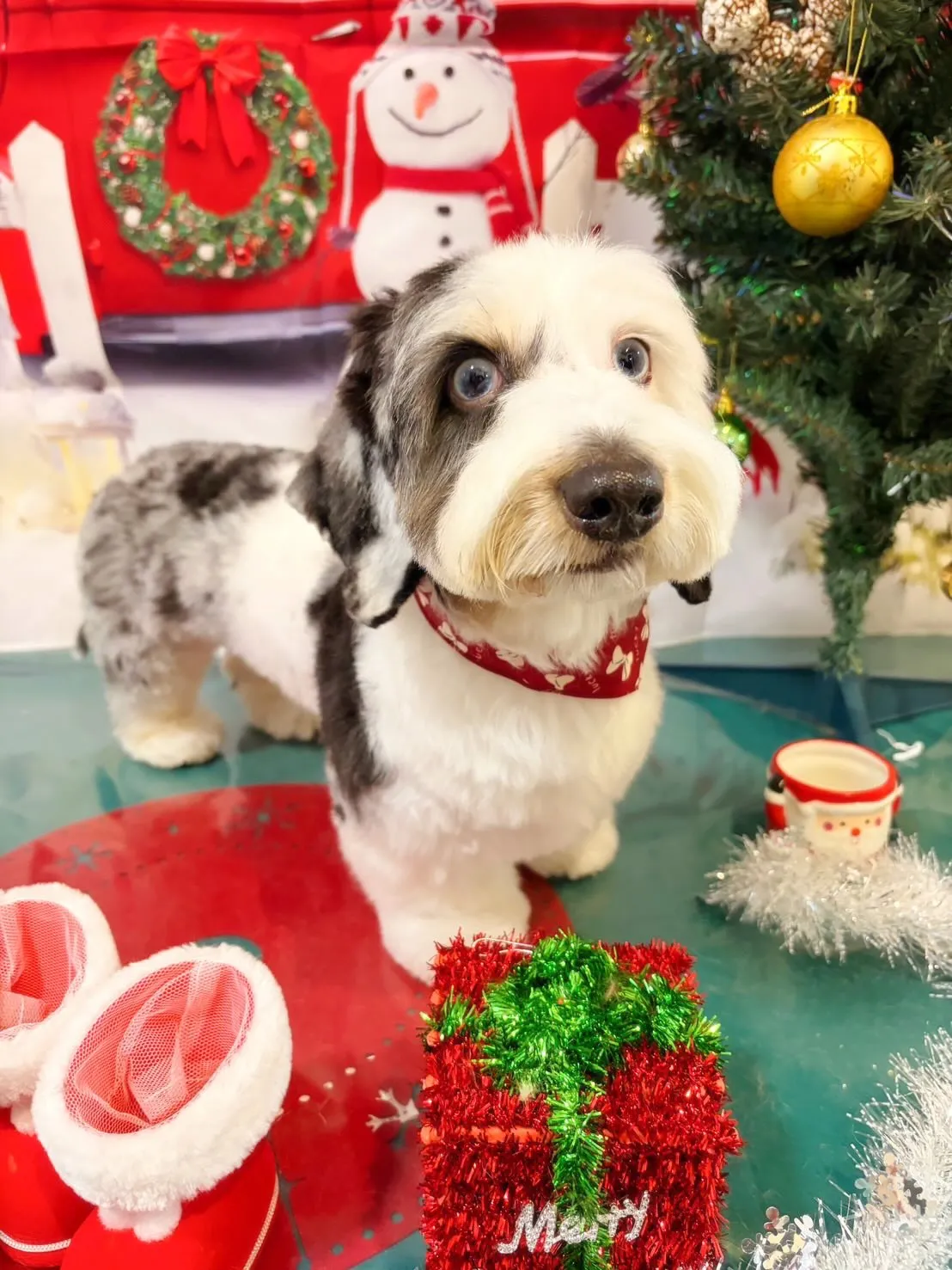 トリミングのセットメニューで来てくれたわんこたちです🐾