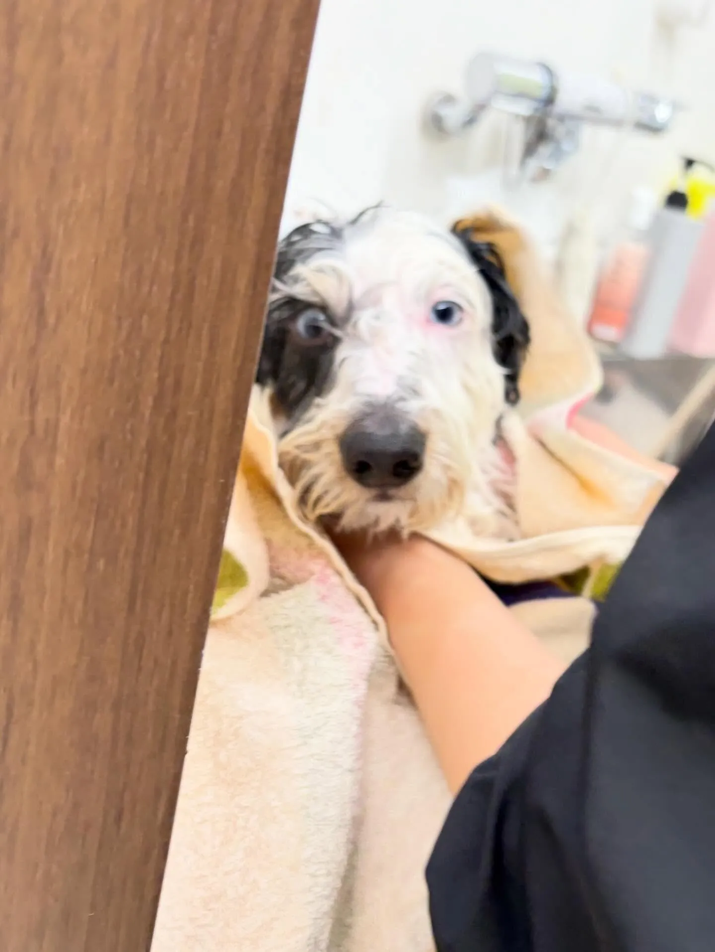 トリミングのセットメニューで来てくれたわんこたちです🐾