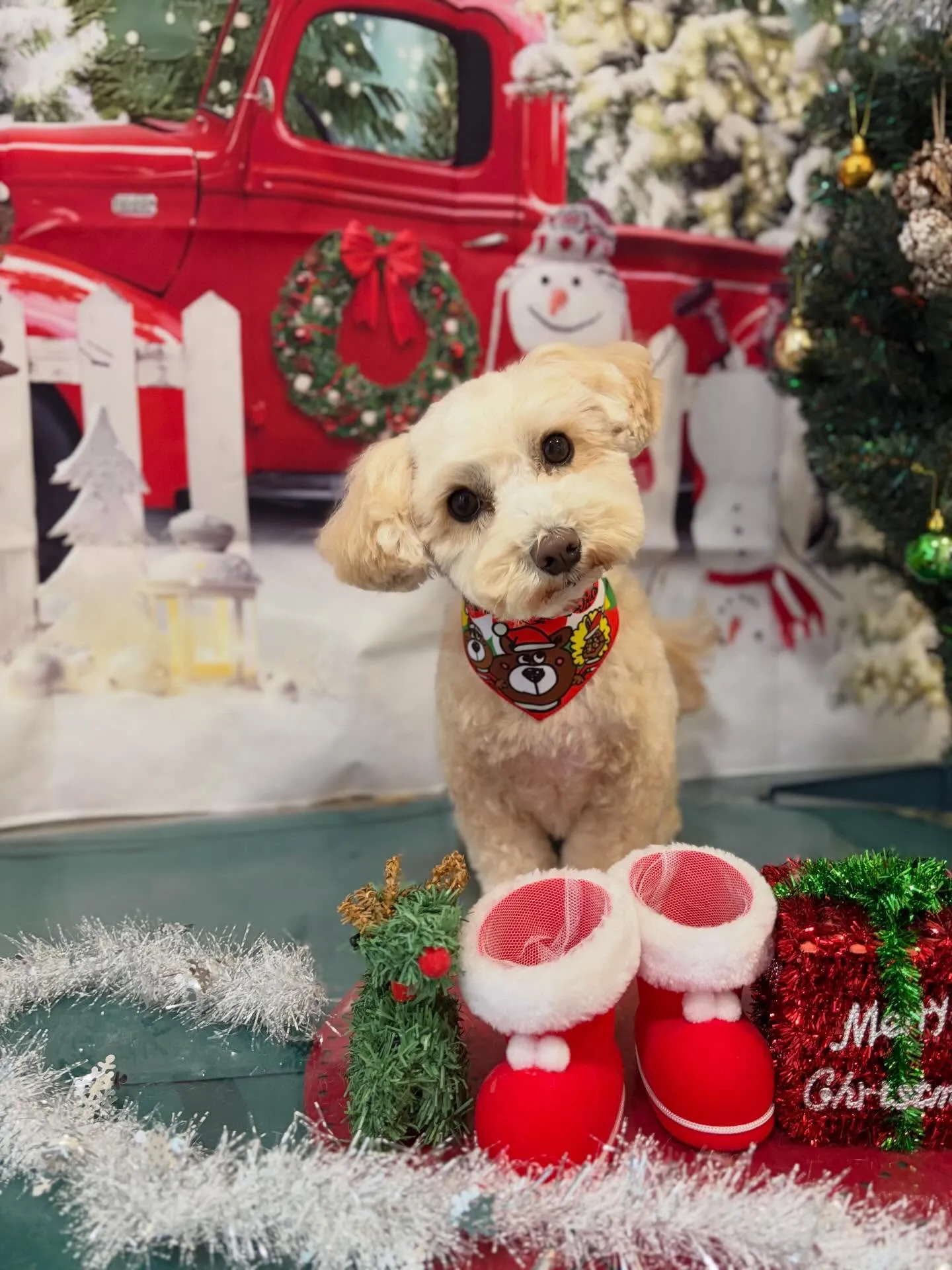 トリミングのセットメニューに来てくれたわんこたちです🎶