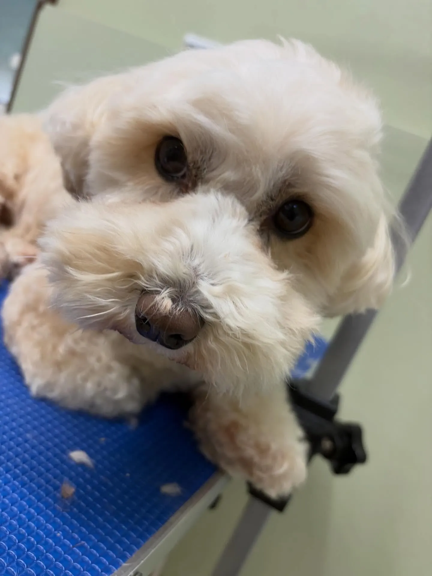 トリミングのセットメニューに来てくれたわんこたちです🎶