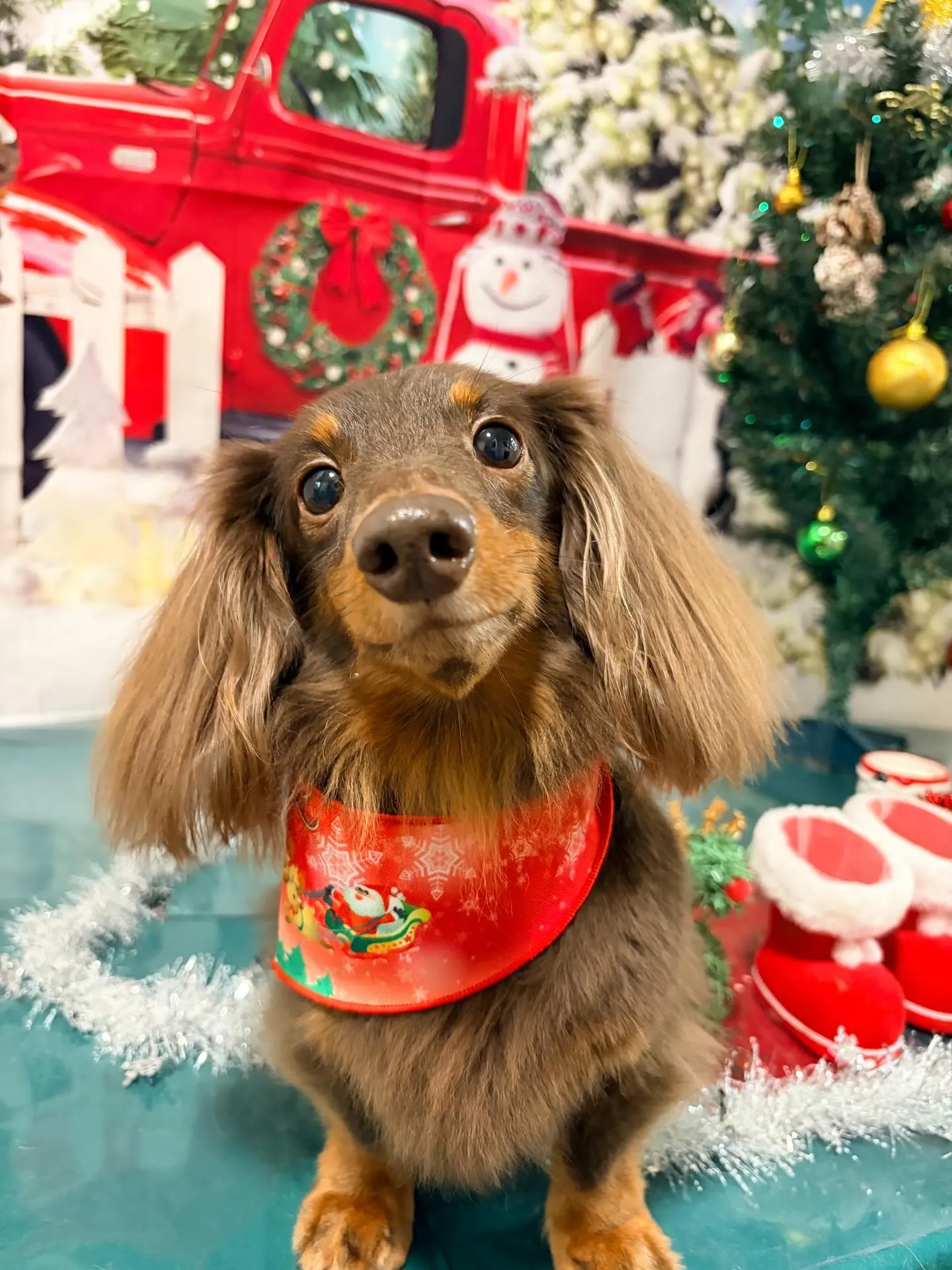 トリミングのセットメニューに来てくれたわんこたちです🎶