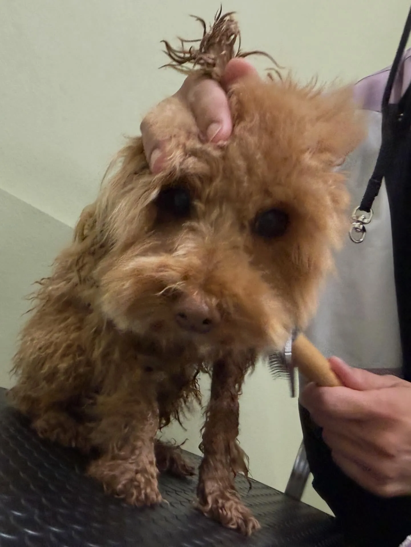 トリミングのセットメニューに来てくれたわんこたちです🎶