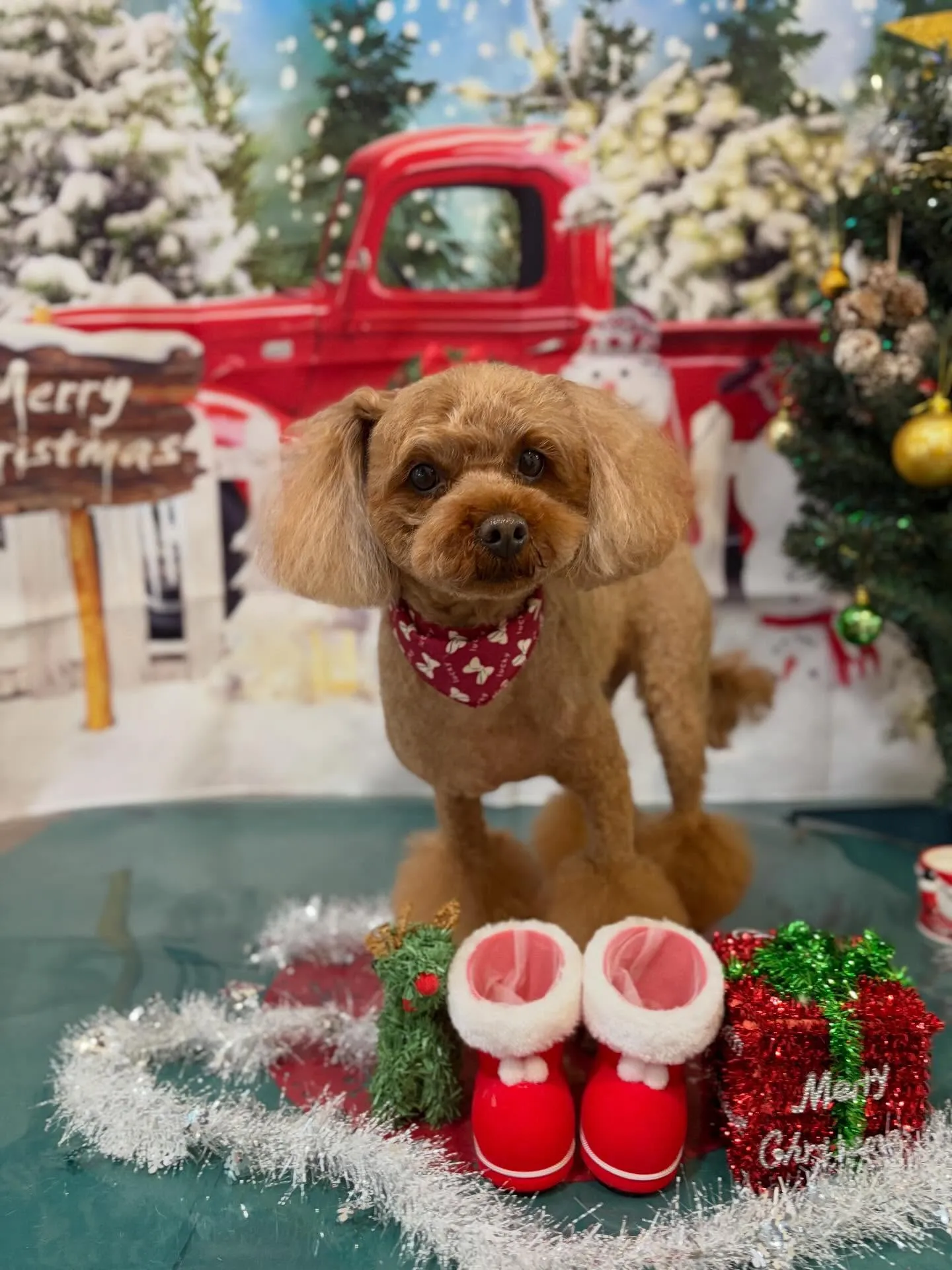 トリミングのセットメニューに来てくれたわんこたちです🎶