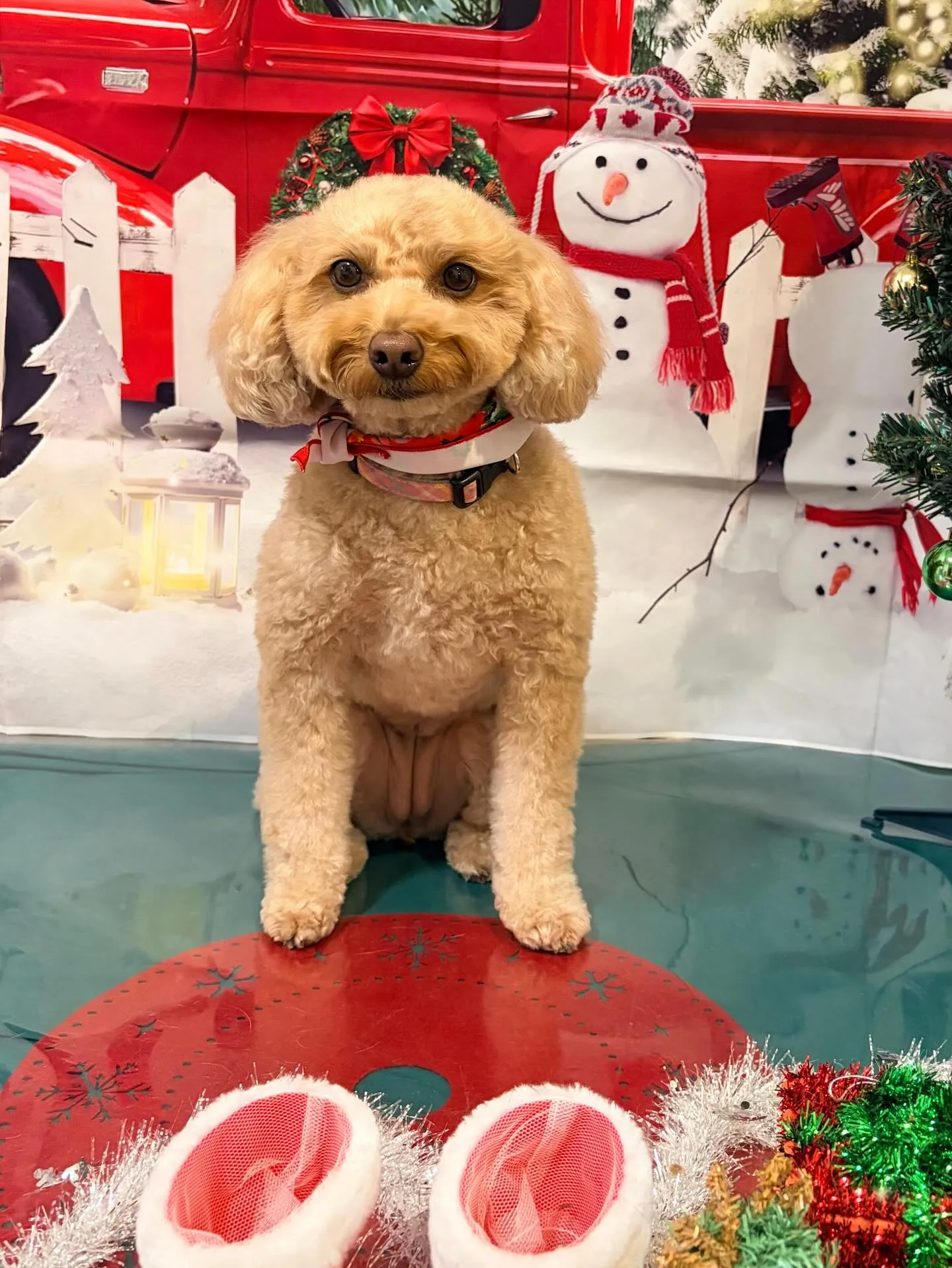 トリミングのセットメニューに来てくれたわんこたちです🎶