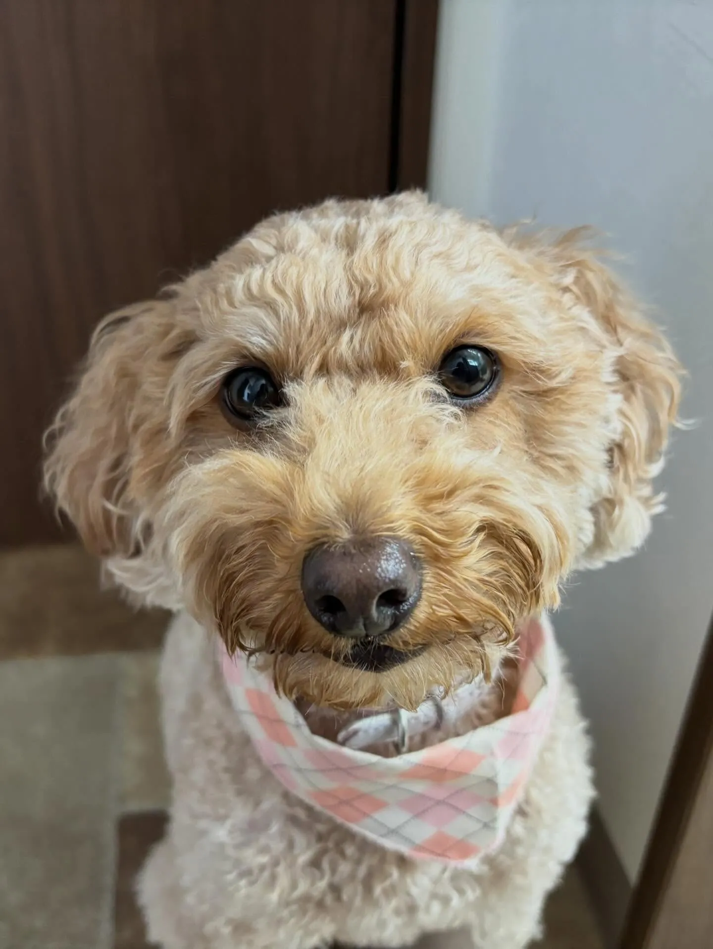 トリミングのセットメニューに来てくれたわんこたちです🎶