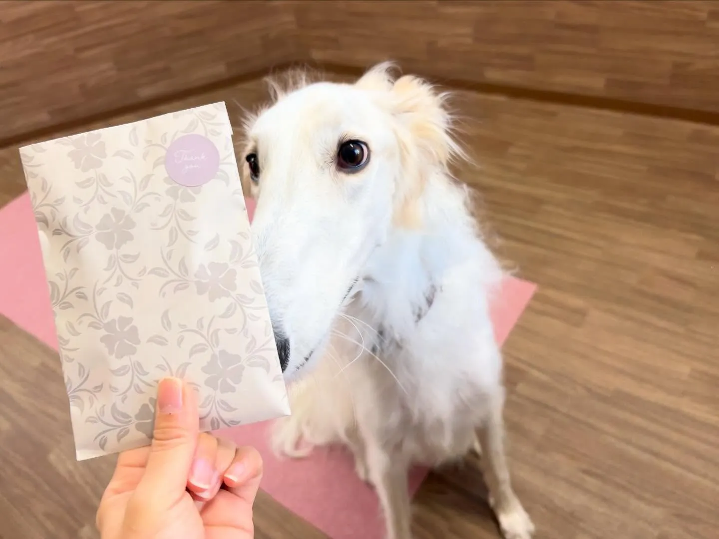 年納めイベント2日目の動画も年内に無事アップできました🤗