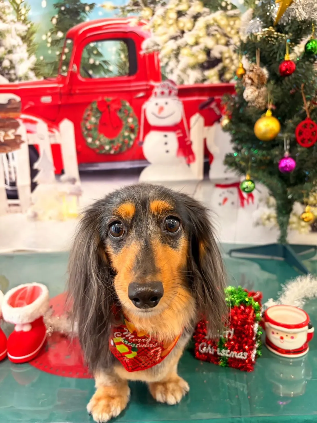 トリミングのセットメニューをご利用頂いたわんこさんたちです🤗