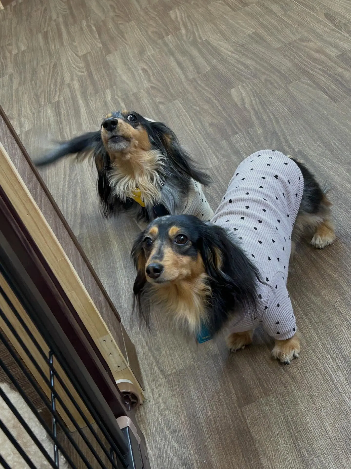 トリミングのセットメニューをご利用頂いたわんこさんたちです🤗