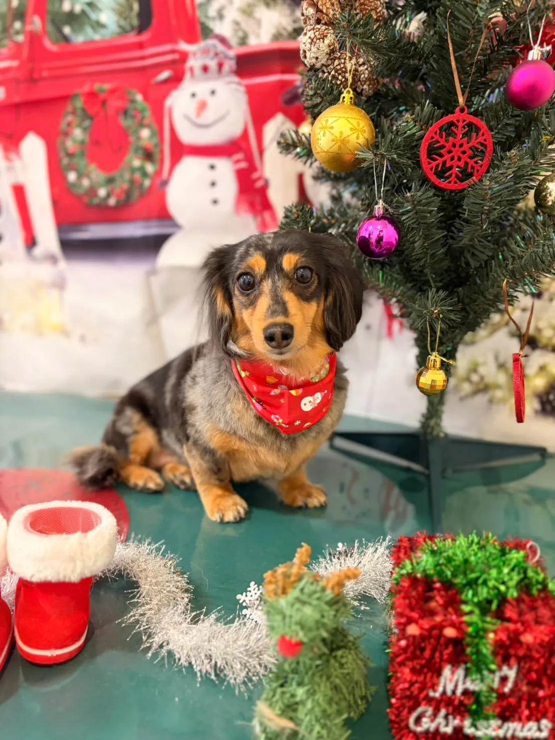 トリミングのセットメニューをご利用頂いたわんこさんたちです🤗