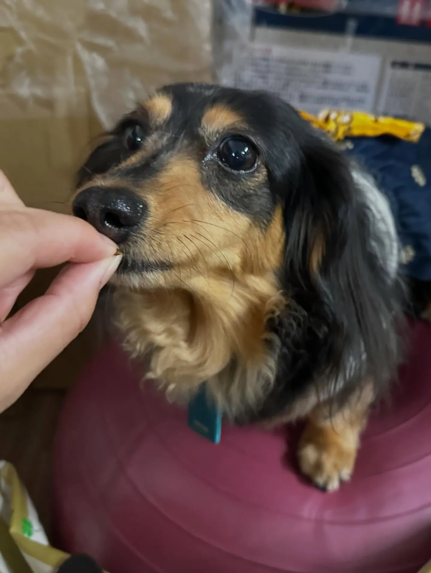 トリミングのセットメニューをご利用頂いたわんこさんたちです🤗