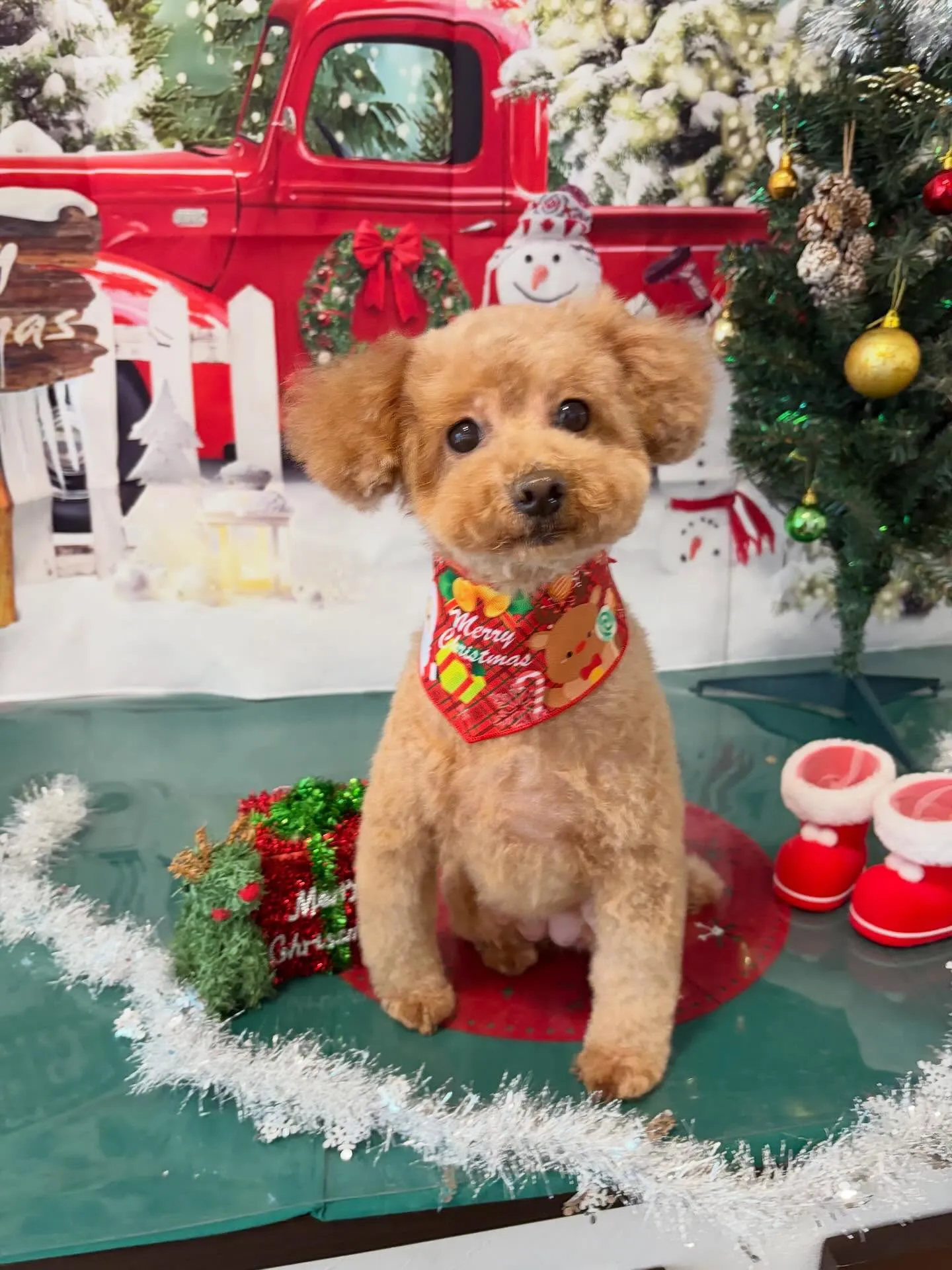 トリミングのセットメニューをご利用頂いたわんこさんたちです🤗