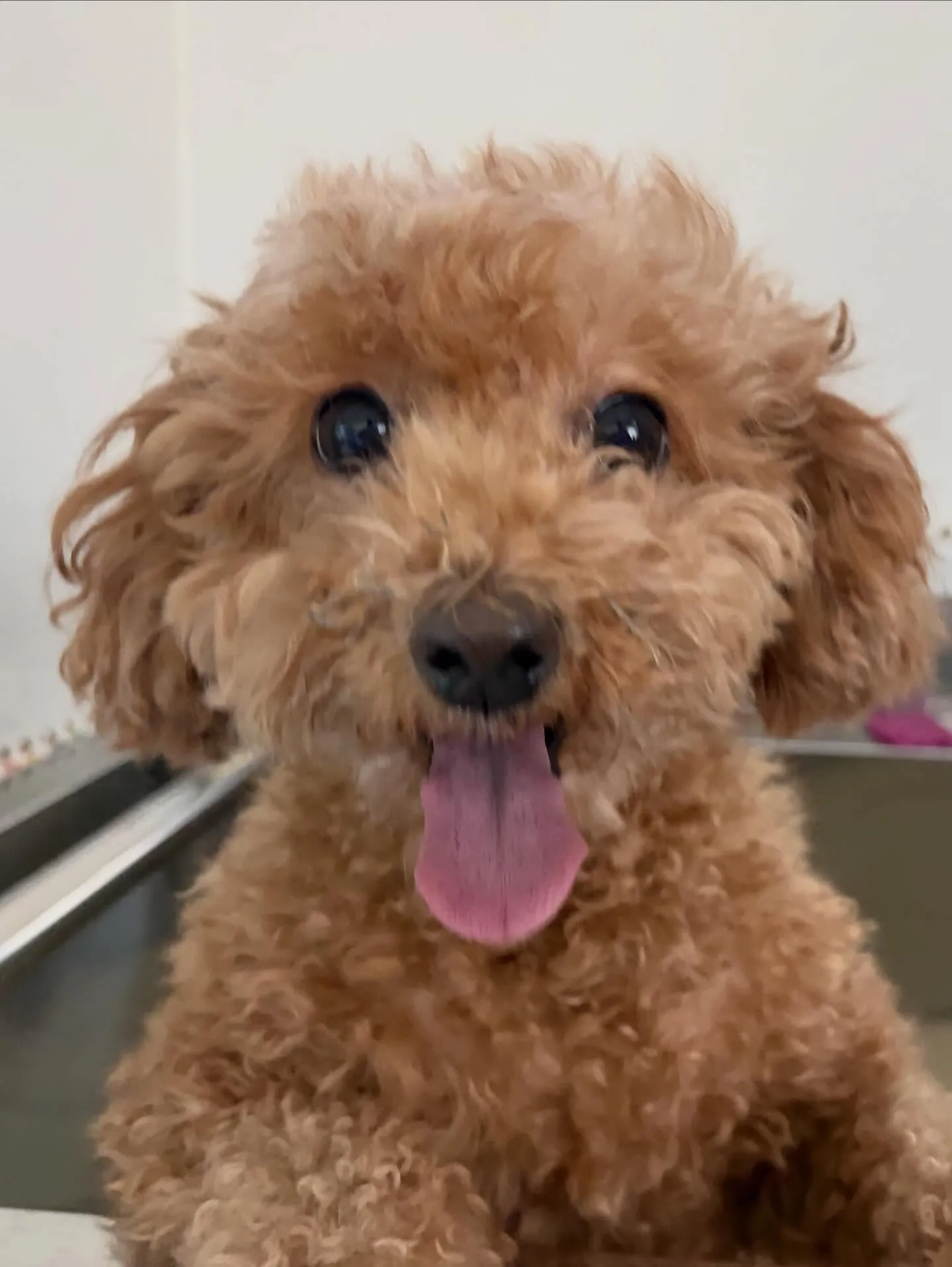 トリミングのセットメニューをご利用頂いたわんこさんたちです🤗