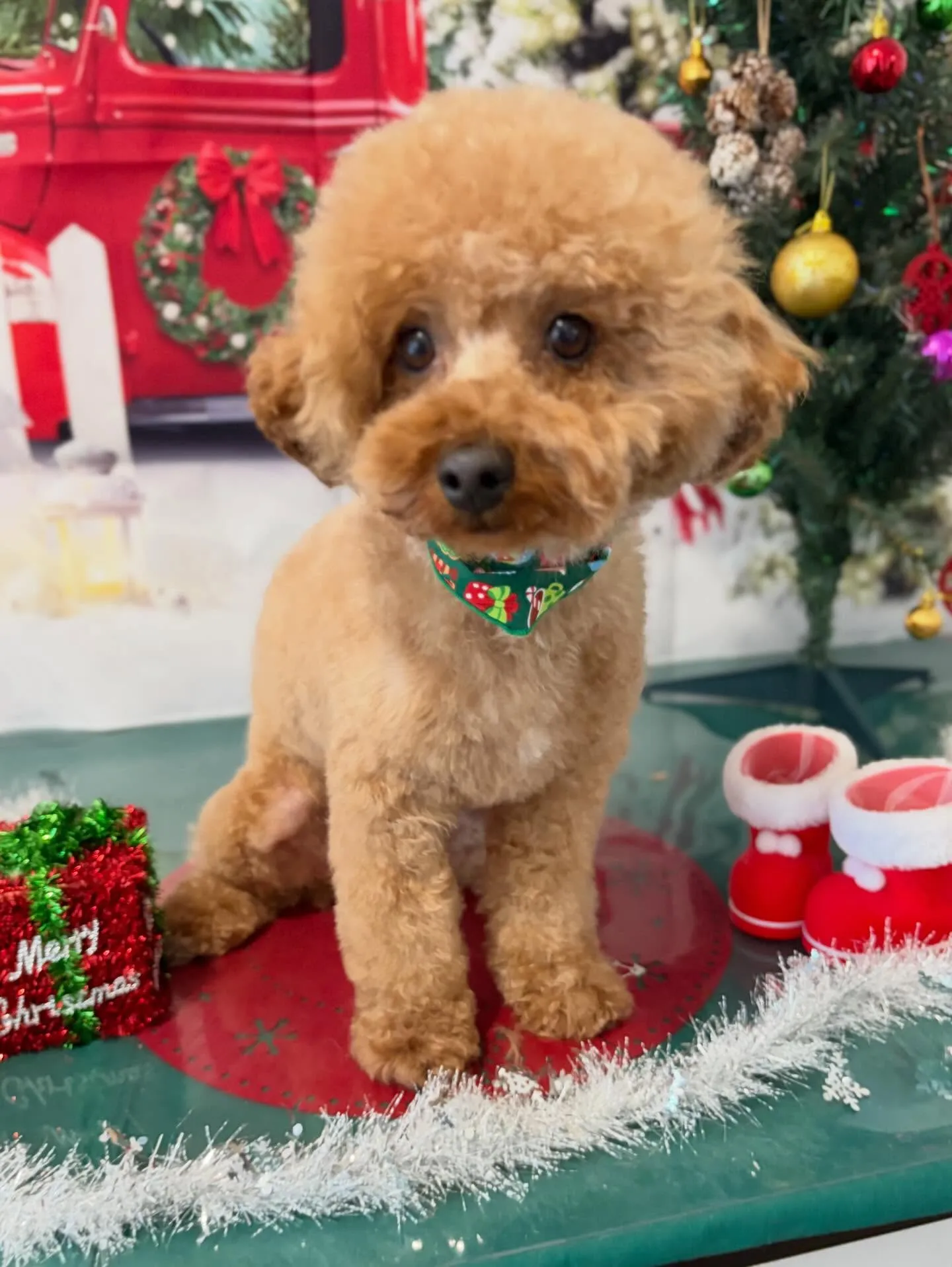 トリミングのセットメニューをご利用頂いたわんこさんたちです🤗