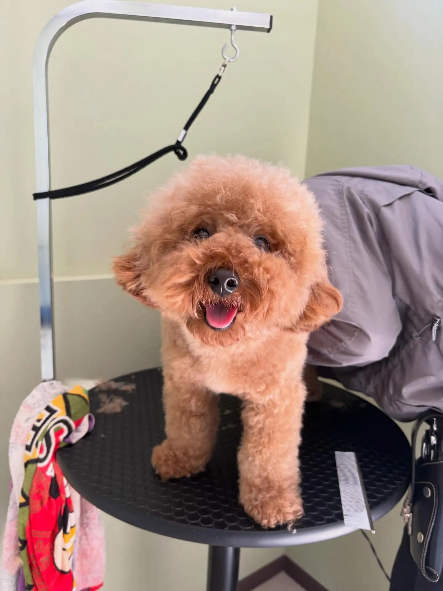 トリミングのセットメニューをご利用頂いたわんこさんたちです🤗