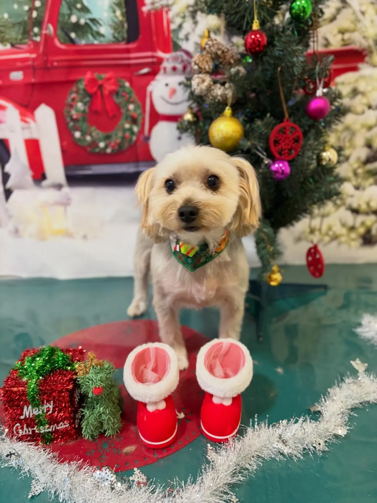 トリミングのセットメニューをご利用頂いたわんこさんたちです🤗