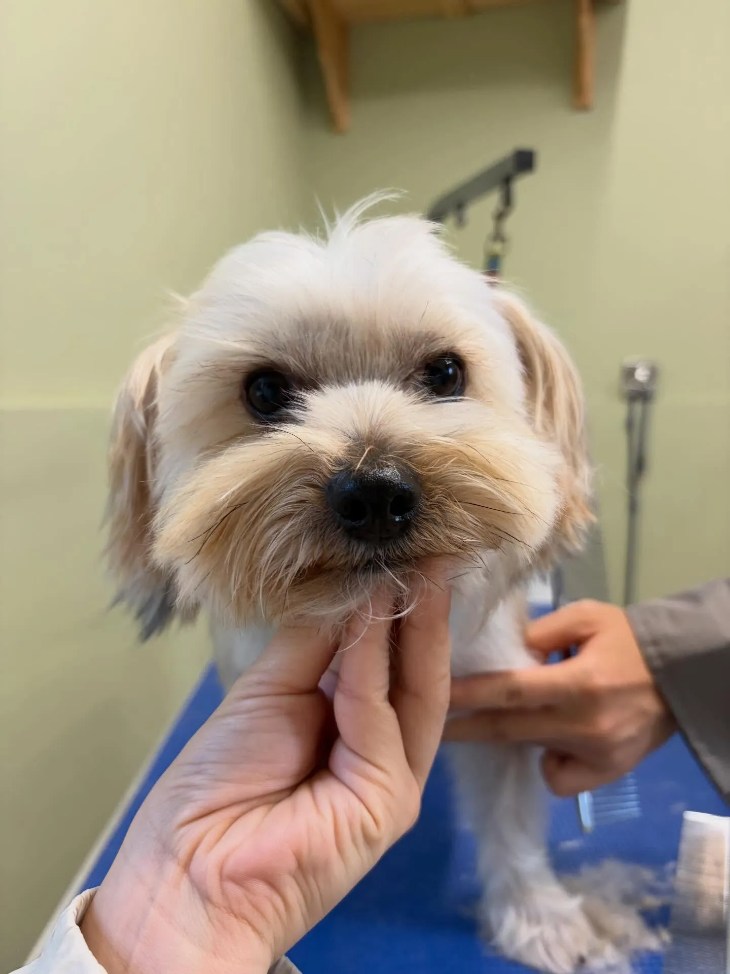 トリミングのセットメニューをご利用頂いたわんこさんたちです🤗