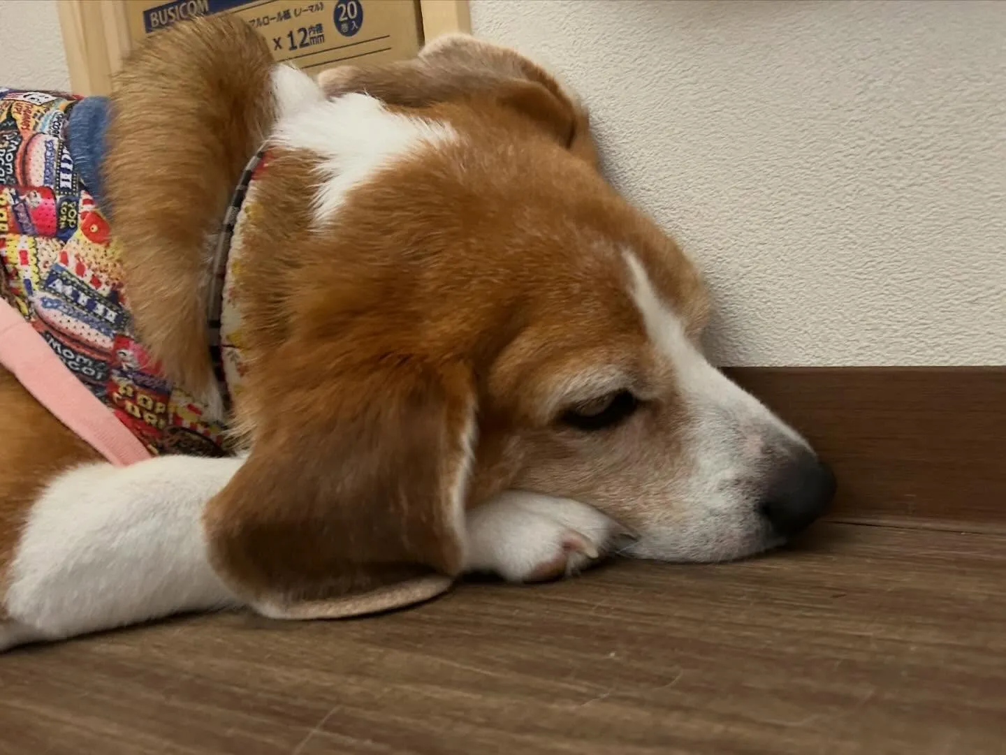 2025年も残りわずかとなって参りました…！