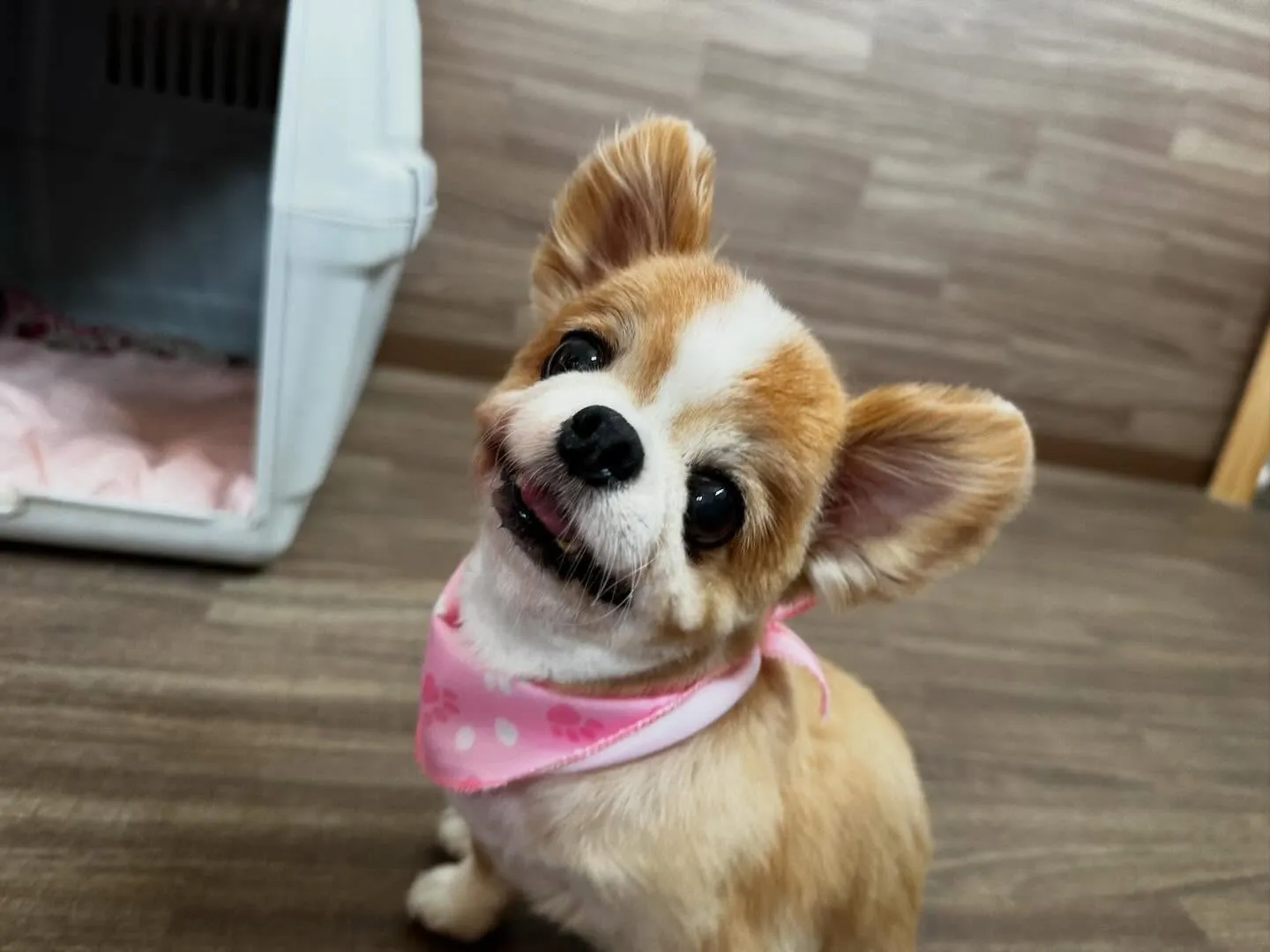 2025年も残りわずかとなって参りました…！