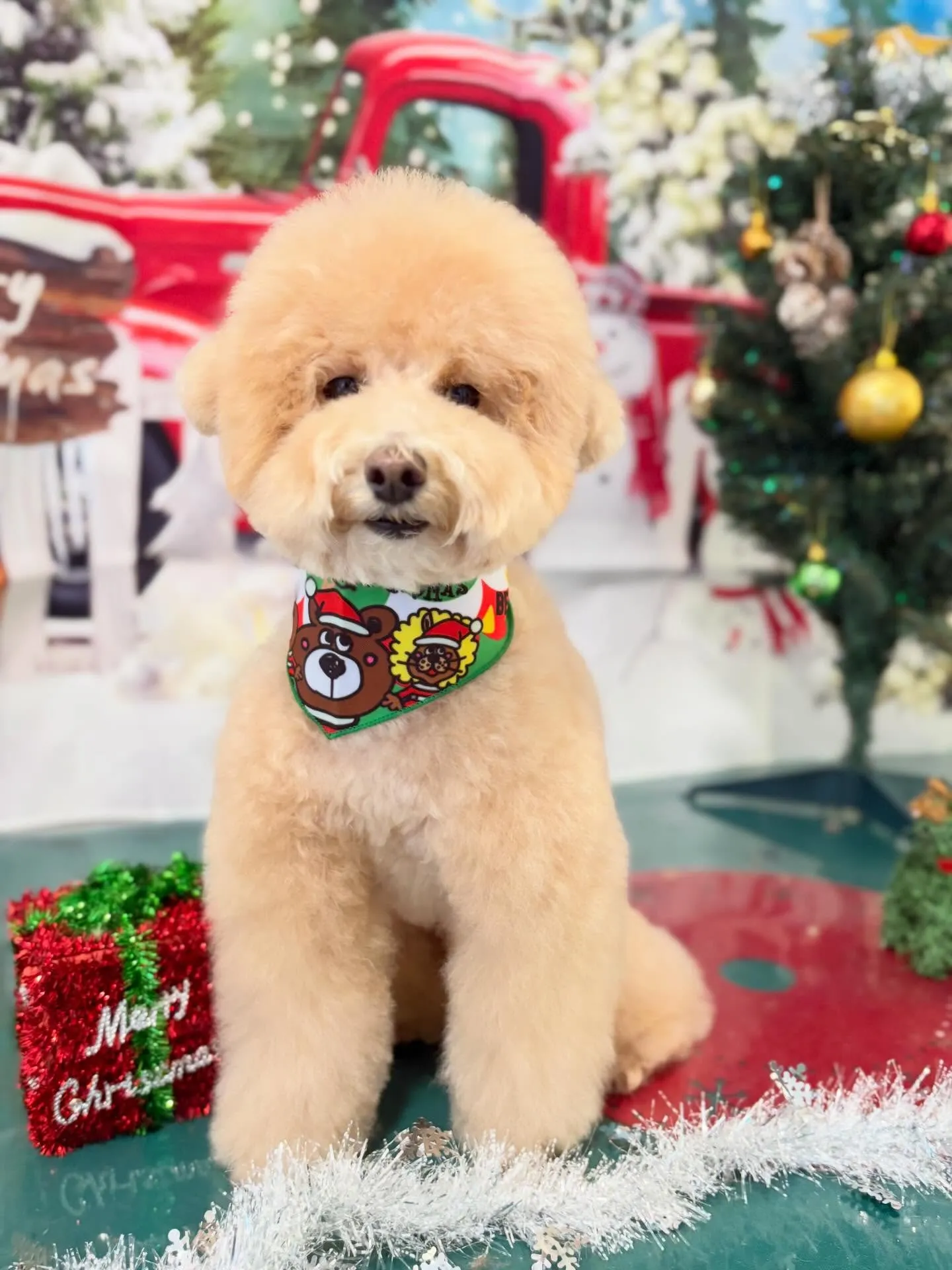 先月アップしきれなかったトリミングわんこたち🐾