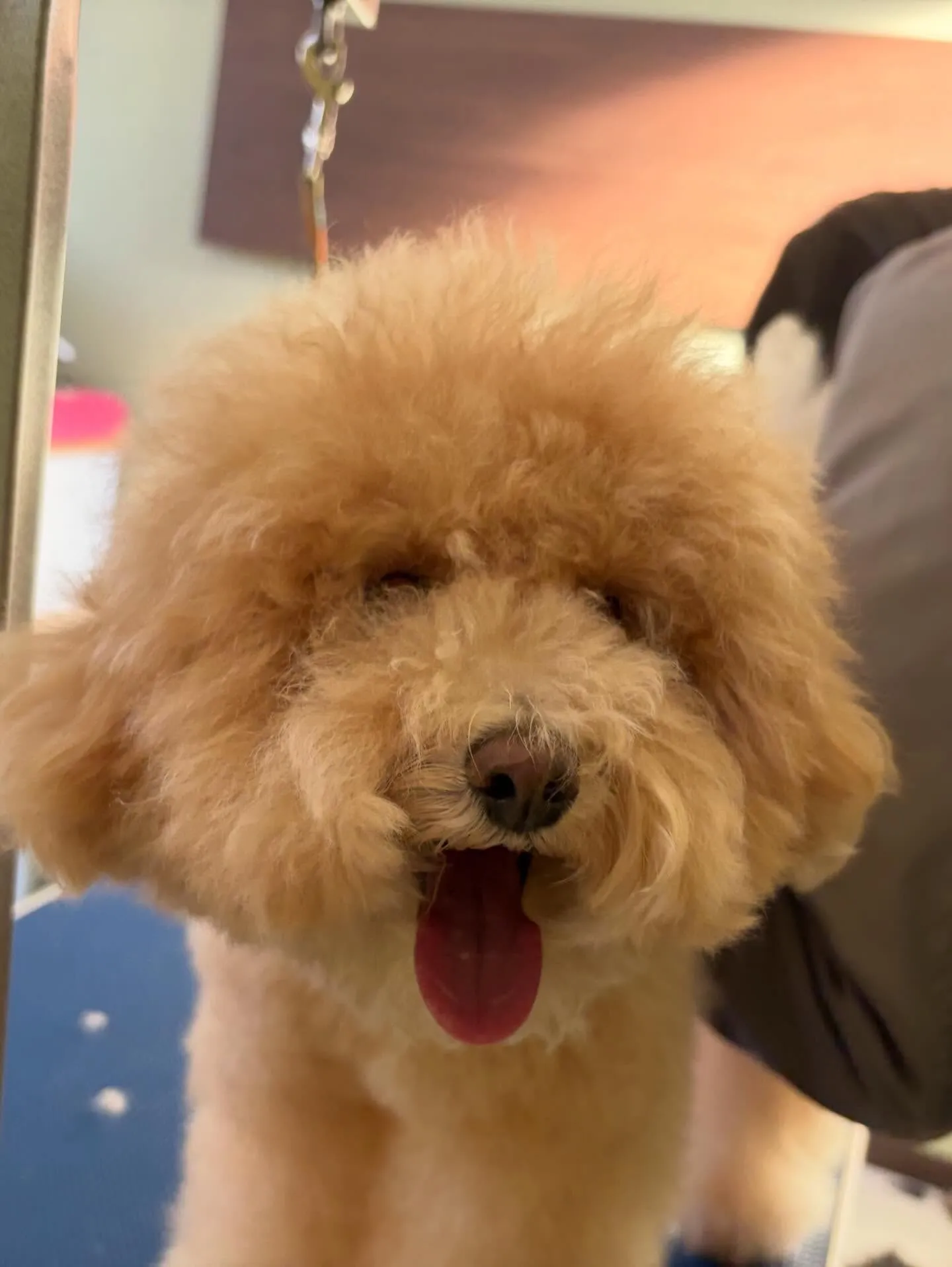 先月アップしきれなかったトリミングわんこたち🐾