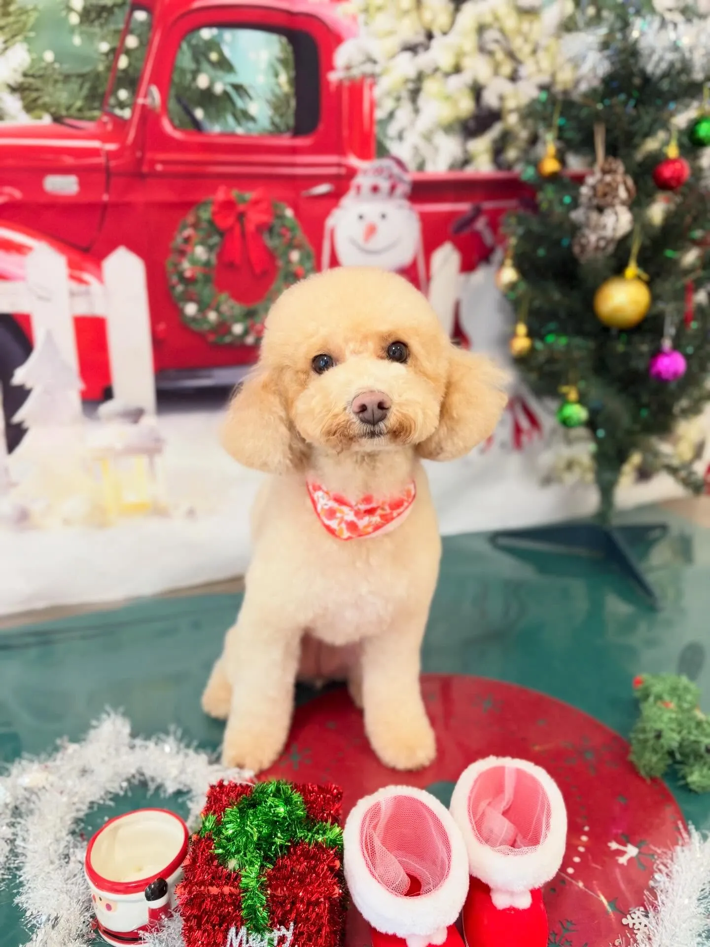 先月アップしきれなかったトリミングわんこたち🐾