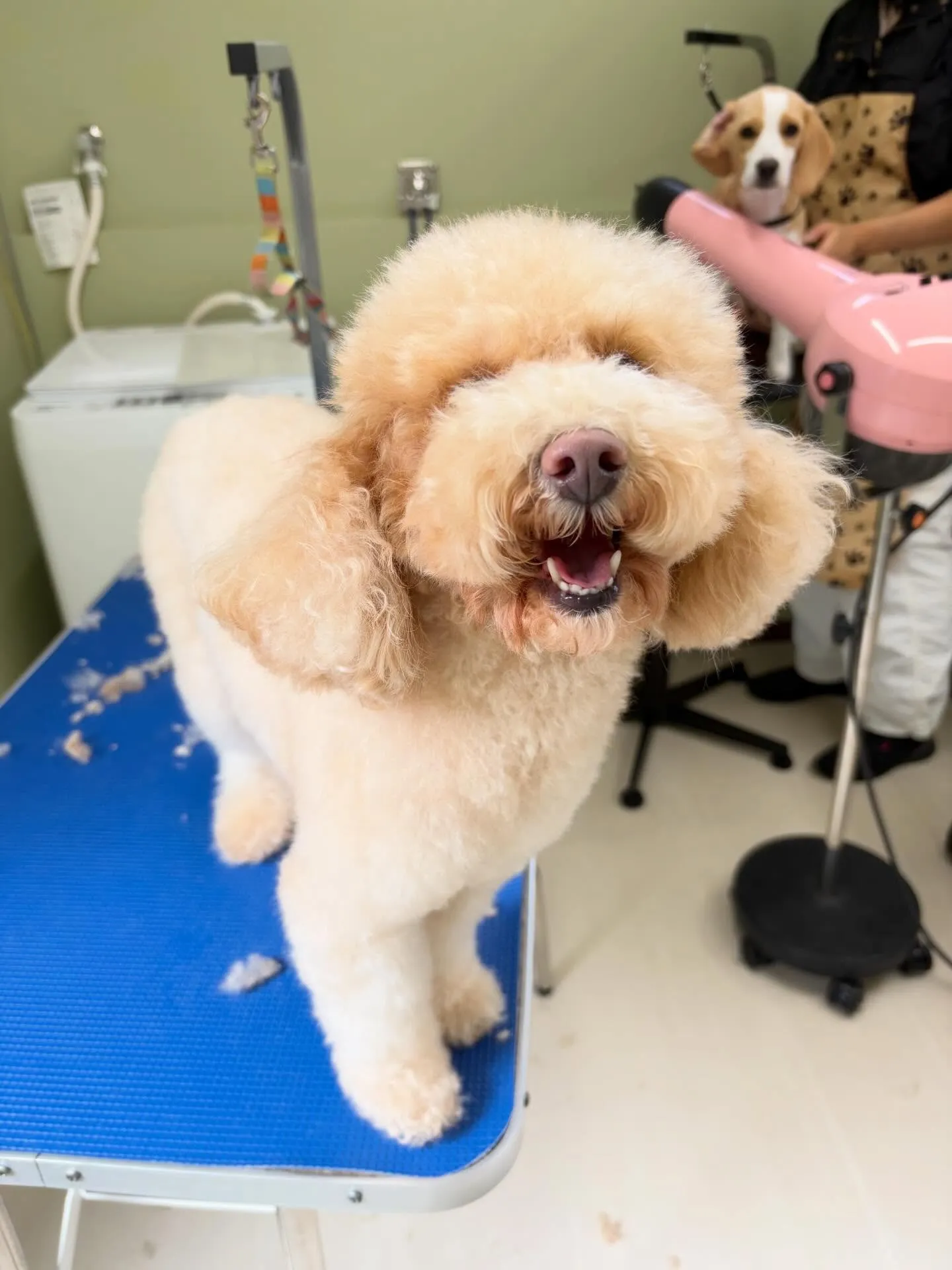 先月アップしきれなかったトリミングわんこたち🐾