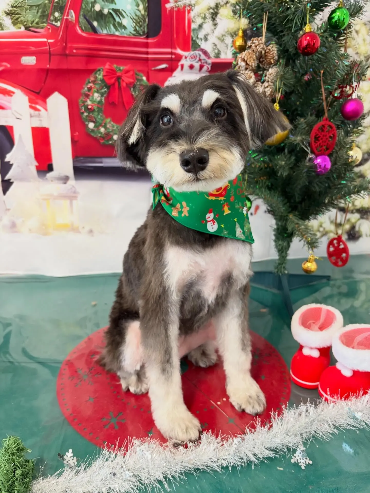 先月アップしきれなかったトリミングわんこたち🐾