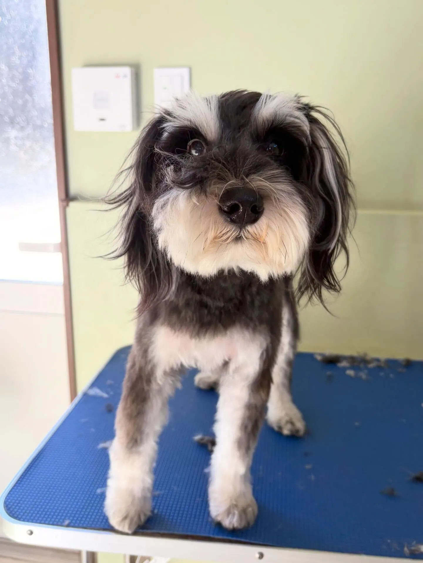 先月アップしきれなかったトリミングわんこたち🐾