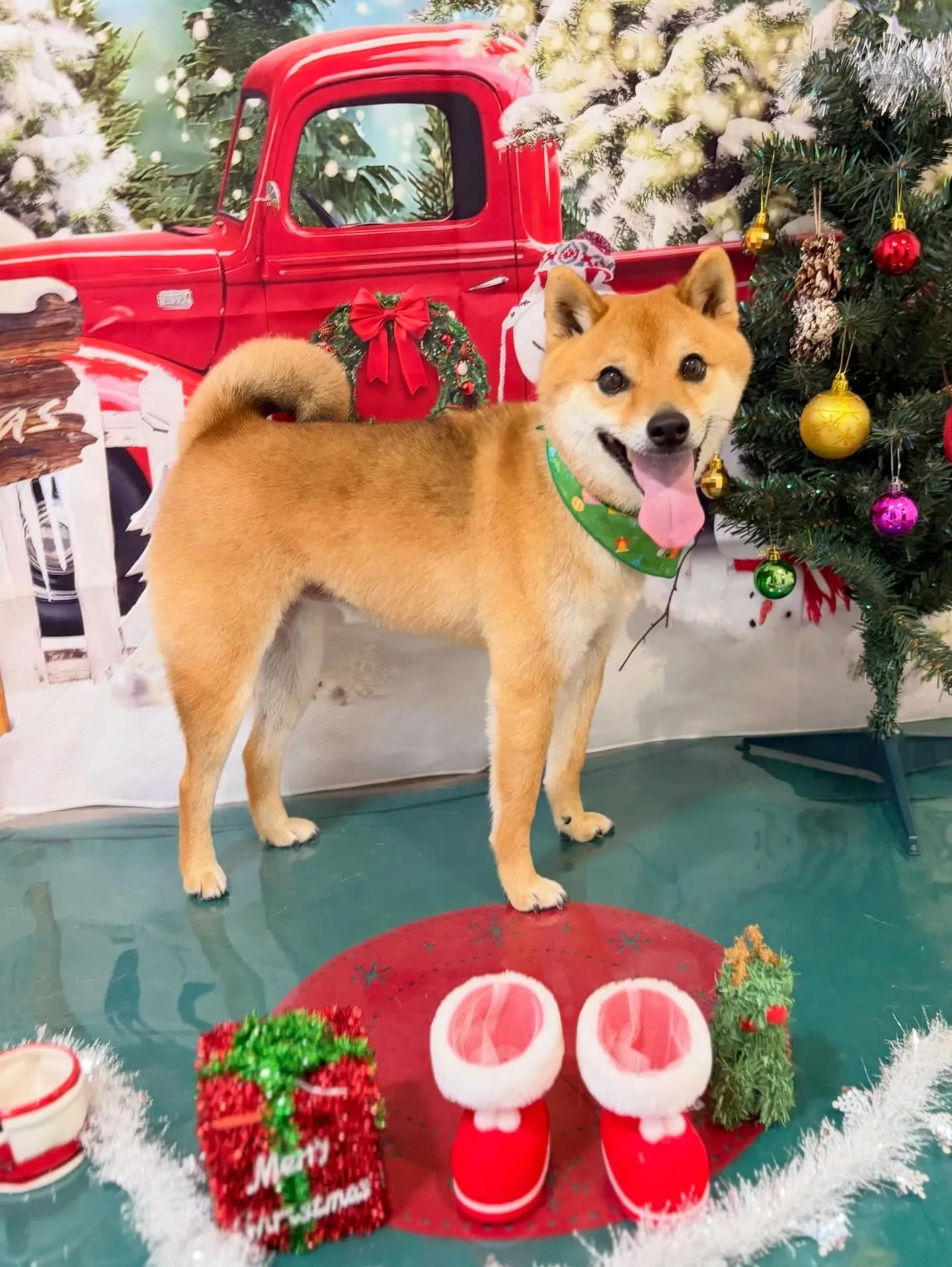 先月アップしきれなかったトリミングわんこたち🐾