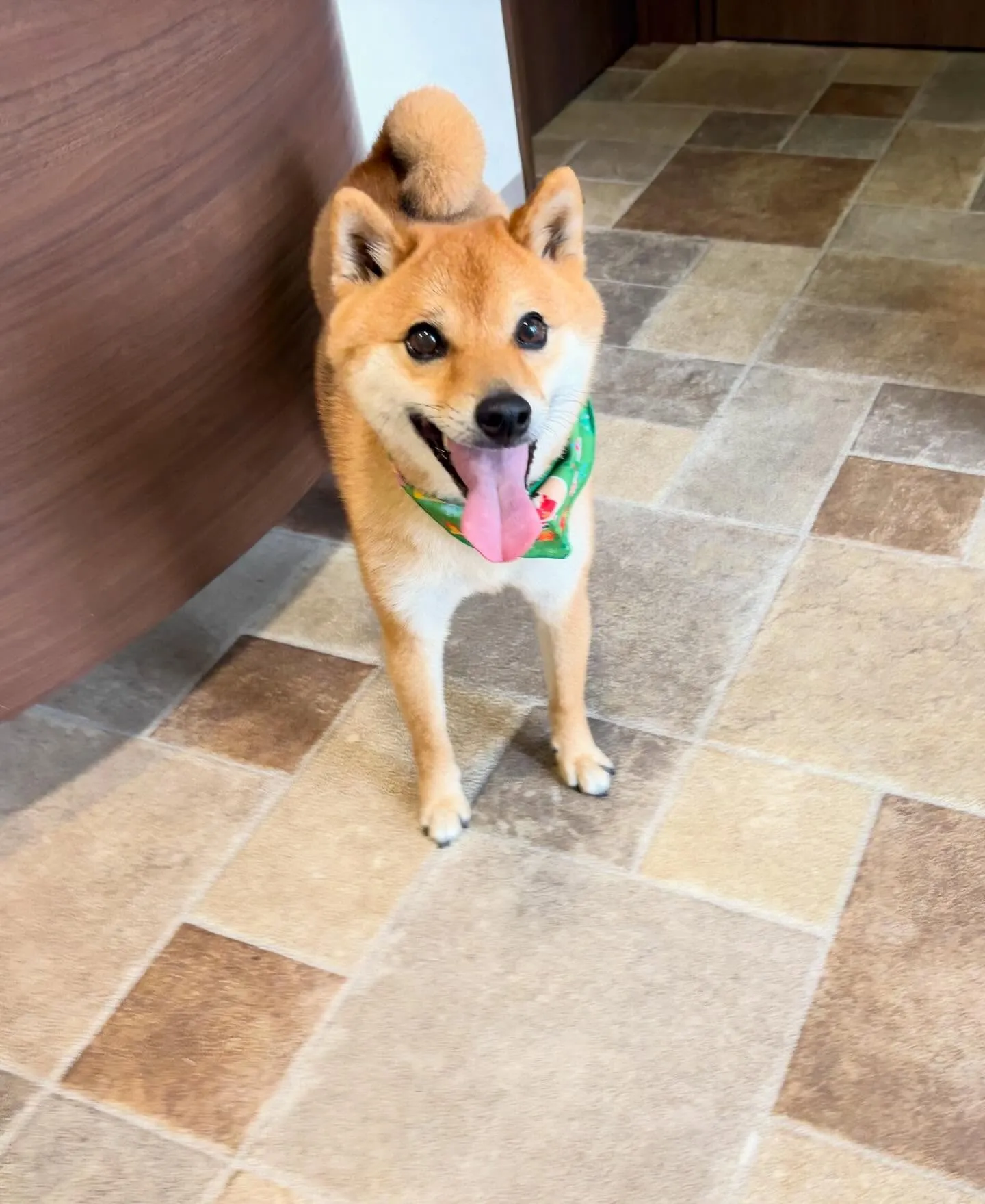 先月アップしきれなかったトリミングわんこたち🐾