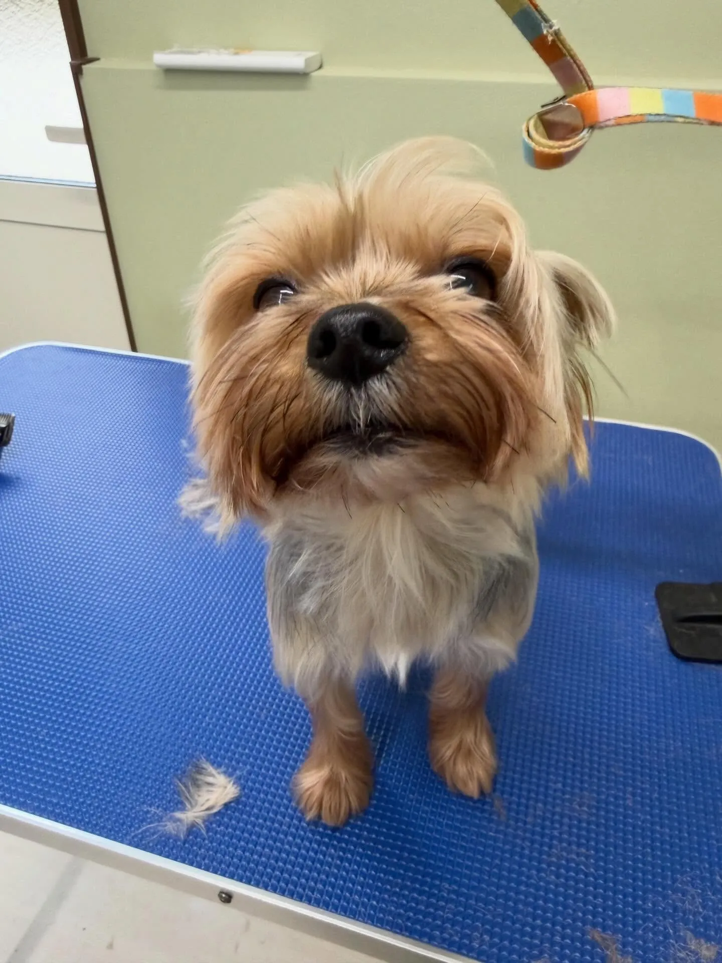 先月アップしきれなかったトリミングわんこたち🐾